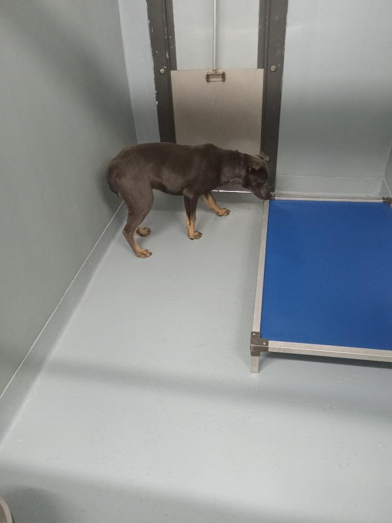 Enlarge Rocco, a Adoptable mixed breed in Cartersville , GA image 1/1