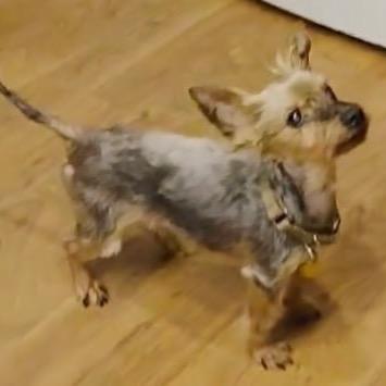 Enlarge Sparky, a Adoptable Yorkshire Terrier in Tunkhannock, PA image 1/3