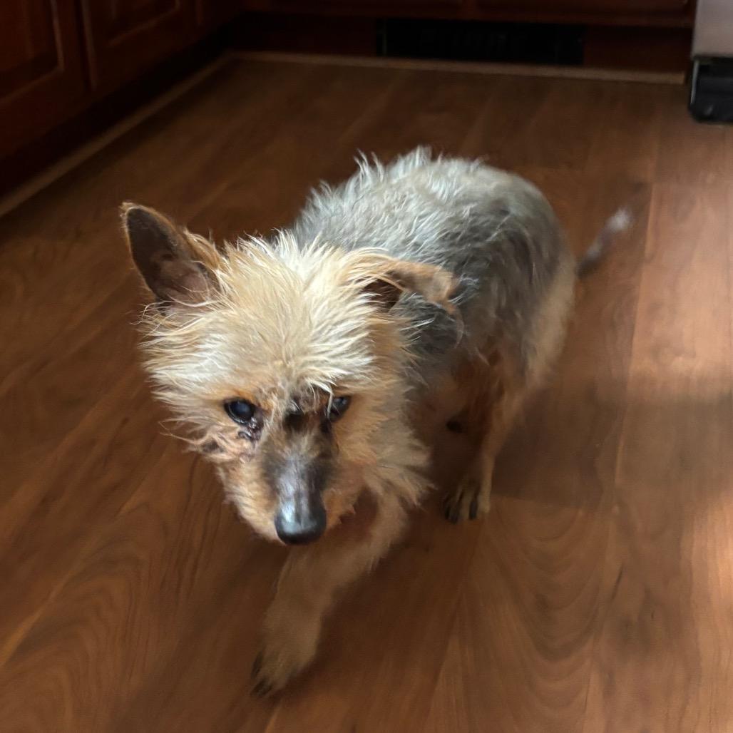 Enlarge Sparky, a Adoptable Yorkshire Terrier in Tunkhannock, PA image 2/3