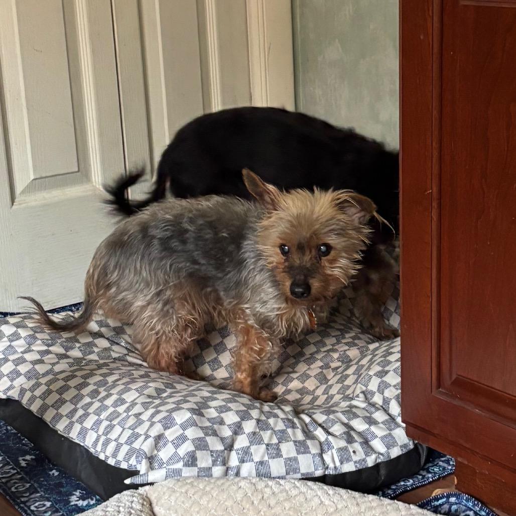 Enlarge Sparky, a Adoptable Yorkshire Terrier in Tunkhannock, PA image 3/3