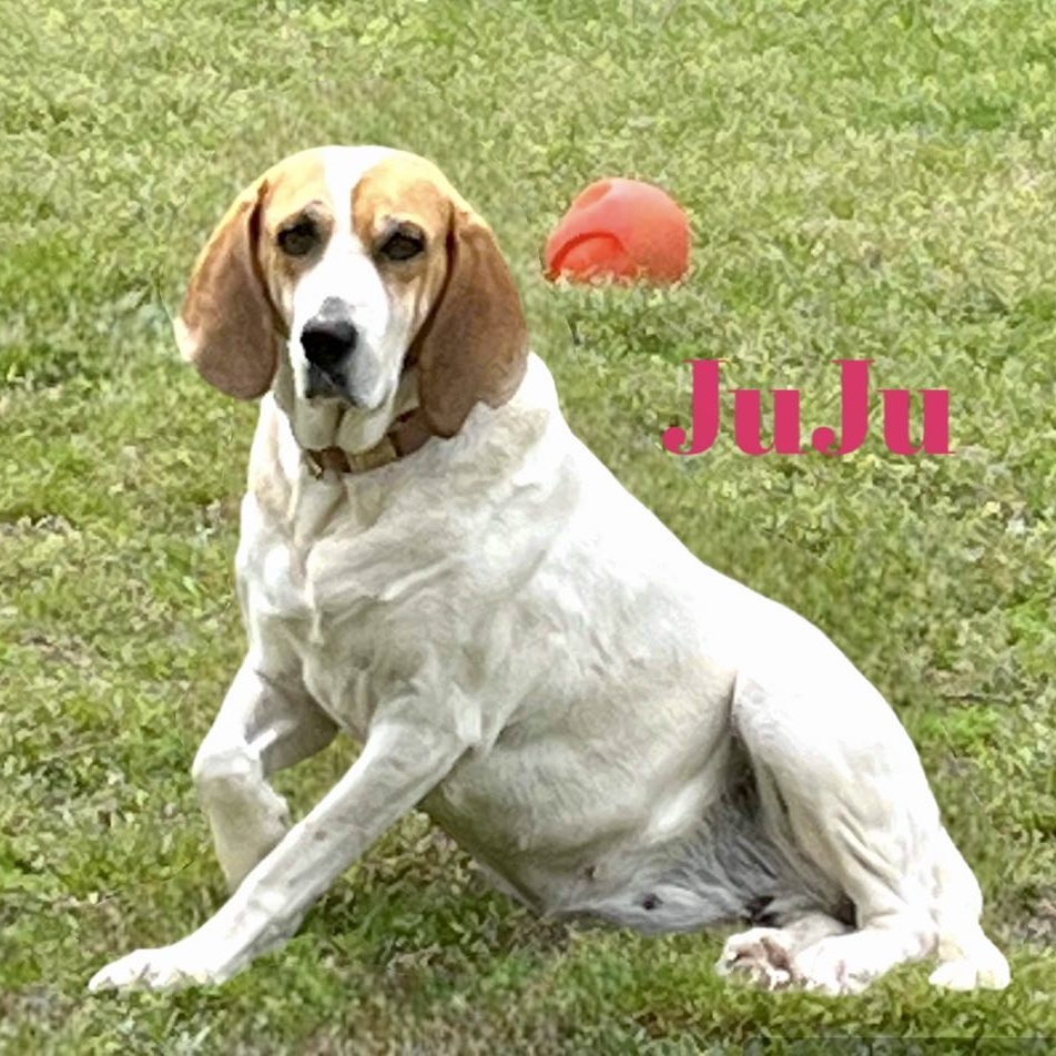 JUJU, a Adoptable mixed breed in Madisonville, LA image 2/6