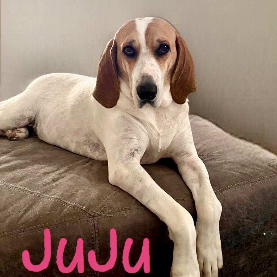 JUJU, a Adoptable mixed breed in Madisonville, LA image 1/6