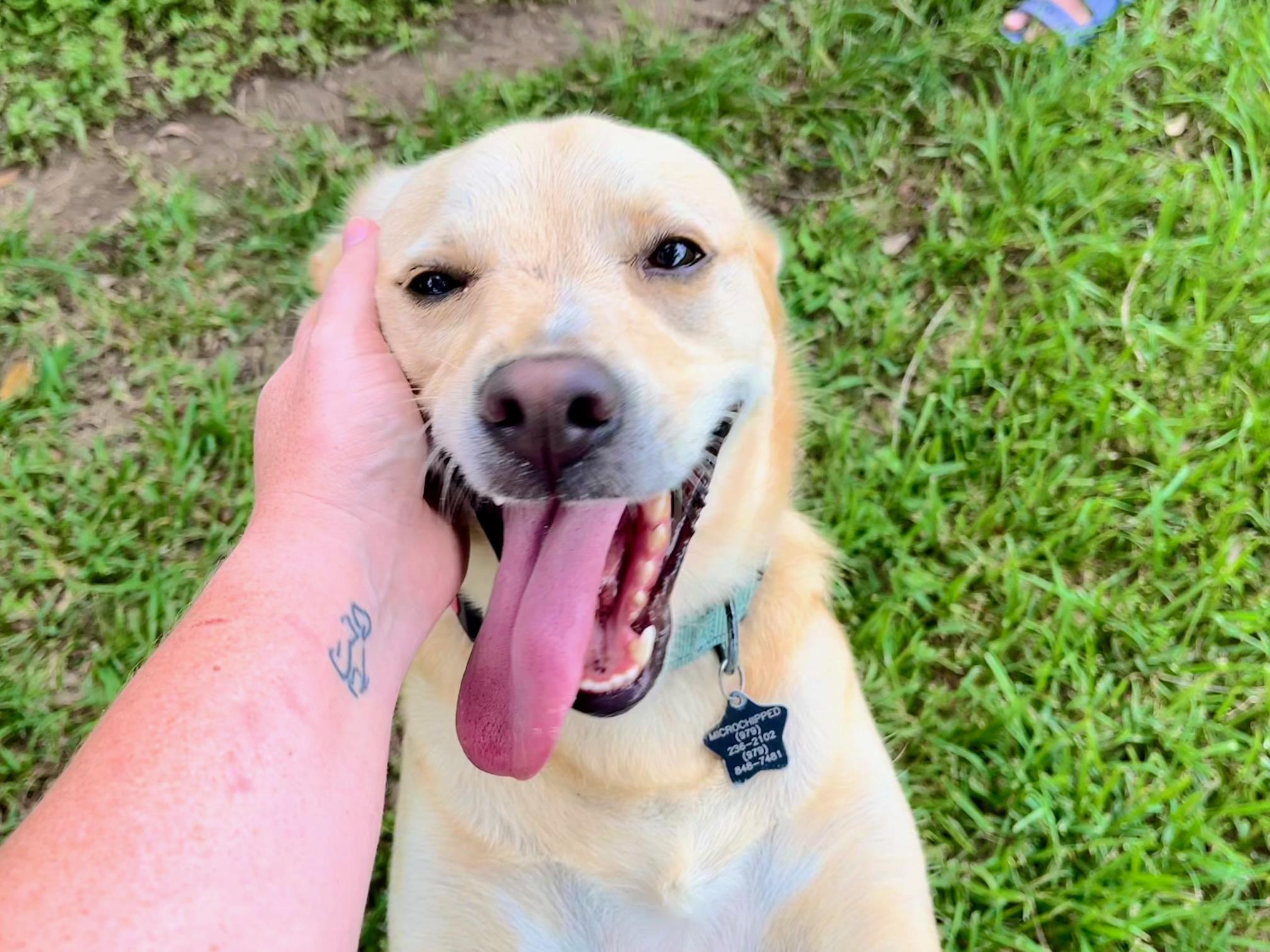 Enlarge Blondie, a Adoptable mixed breed in Vancouver, WA image 1/6