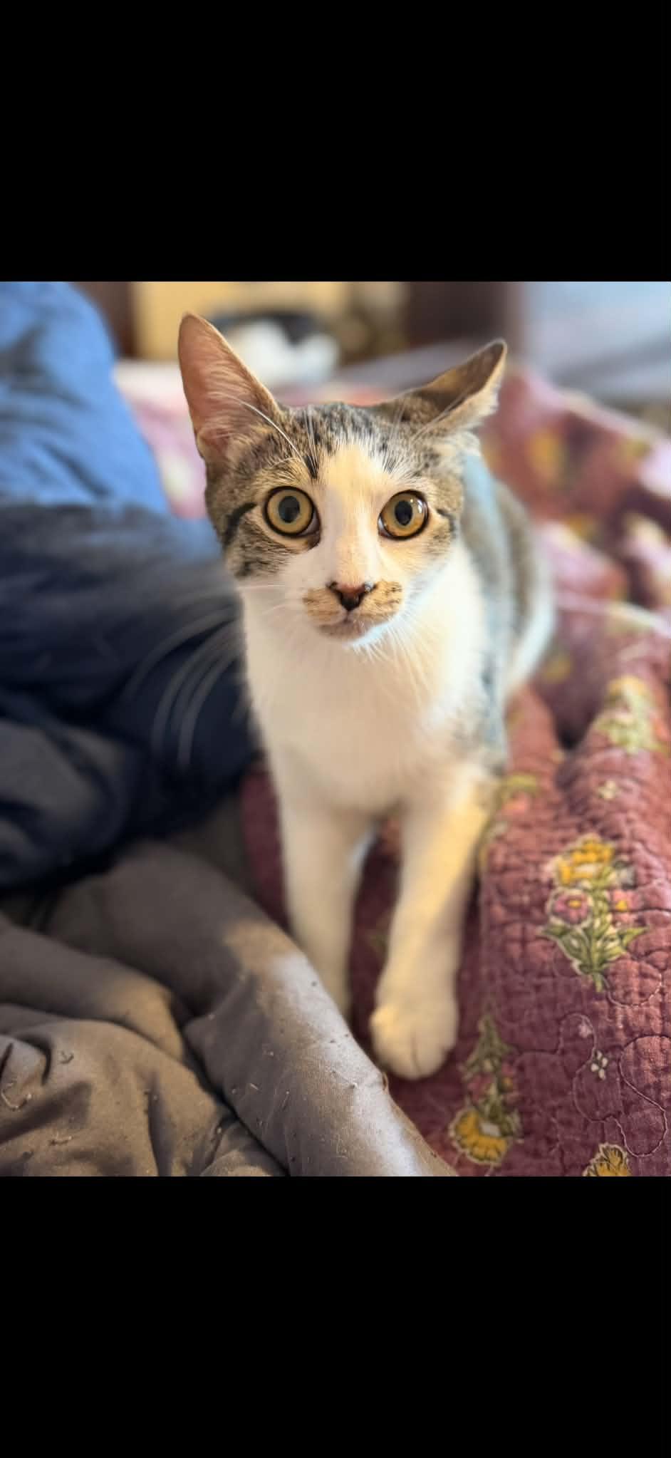 Enlarge Allie, a Adoptable Domestic Short Hair in Kings Park, NY image 2/3