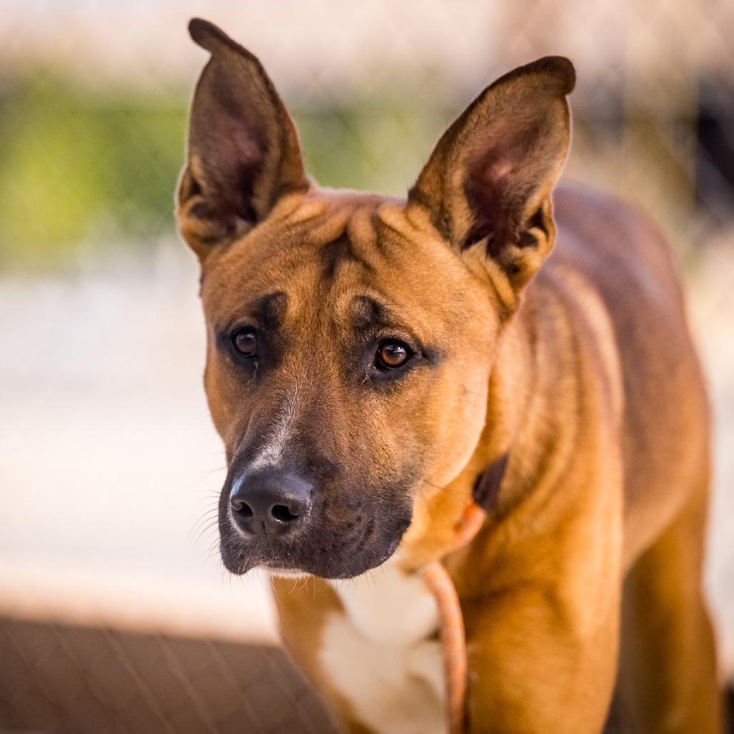 EDWARD SHARPE, ADOPTABLE, Adult Male German Shepherd Dog.