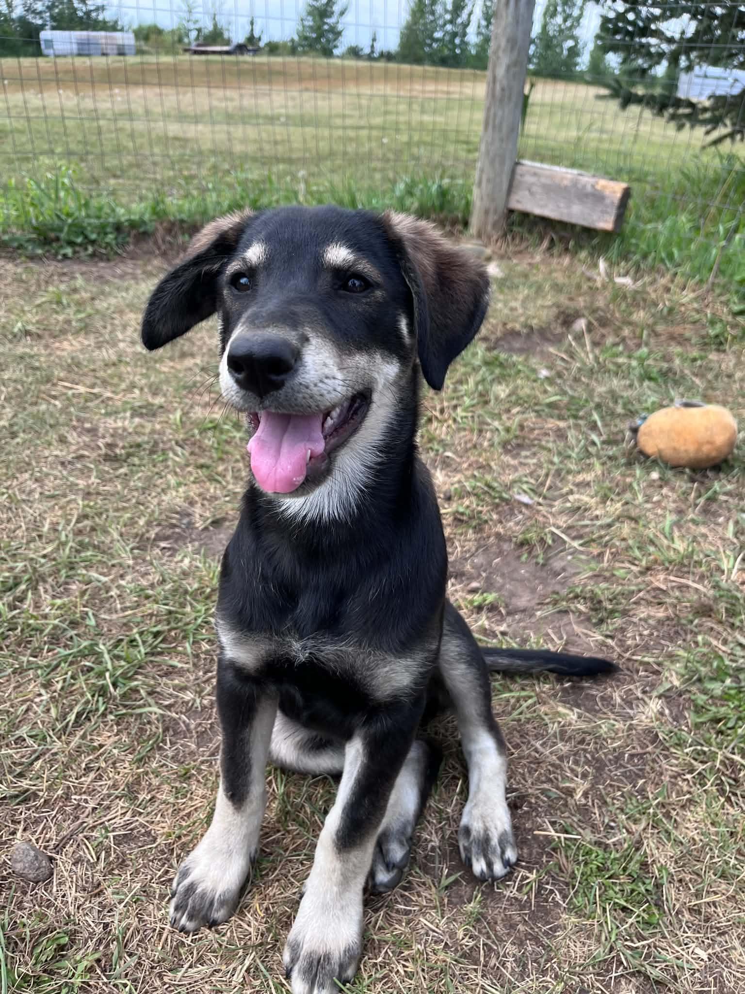 Skipper, a ADOPTABLE mixed breed in Saskatoon, SK image 6/6