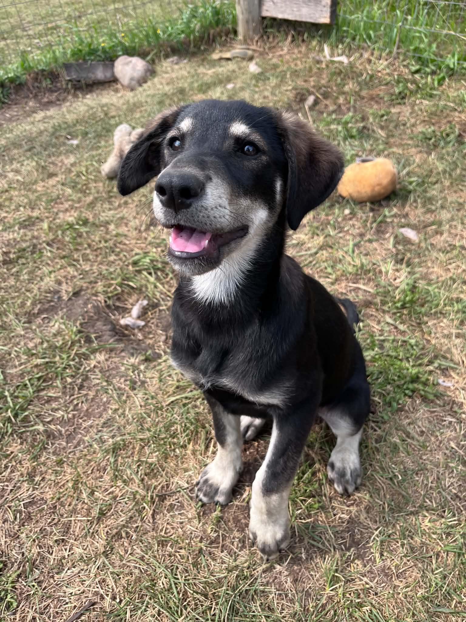 Skipper, a ADOPTABLE mixed breed in Saskatoon, SK image 2/6