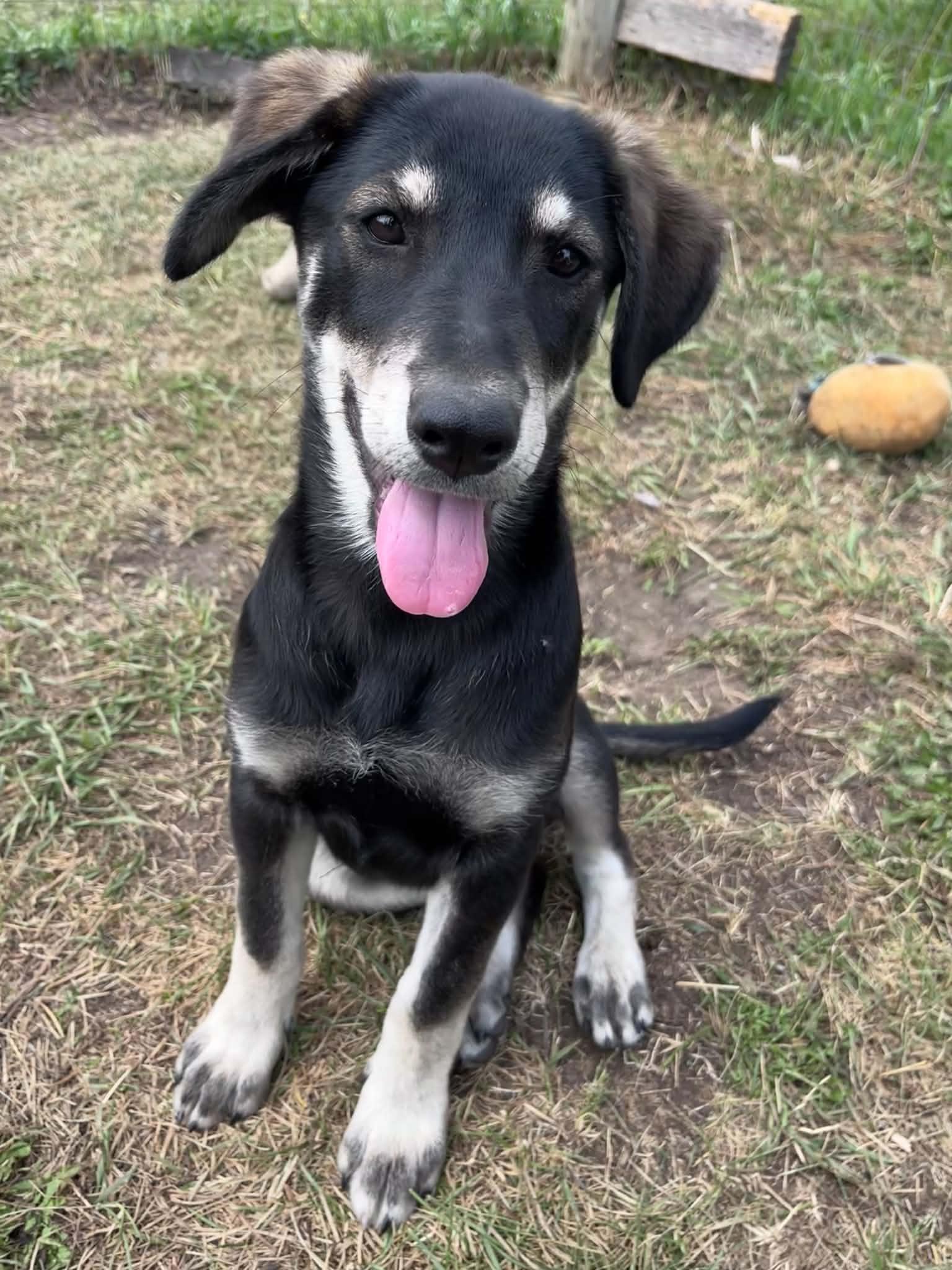 Skipper, a ADOPTABLE mixed breed in Saskatoon, SK image 5/6