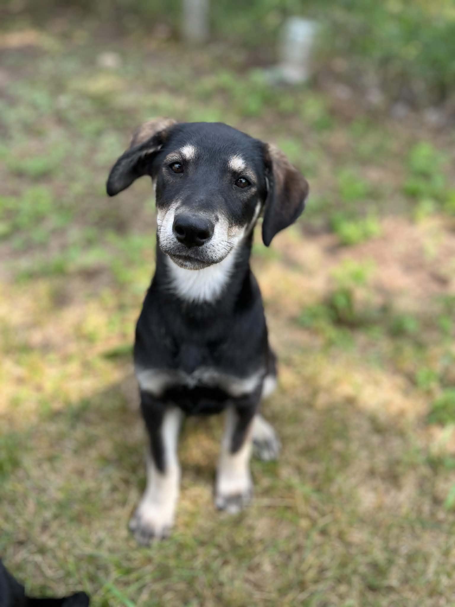 Skipper, a ADOPTABLE mixed breed in Saskatoon, SK image 1/6
