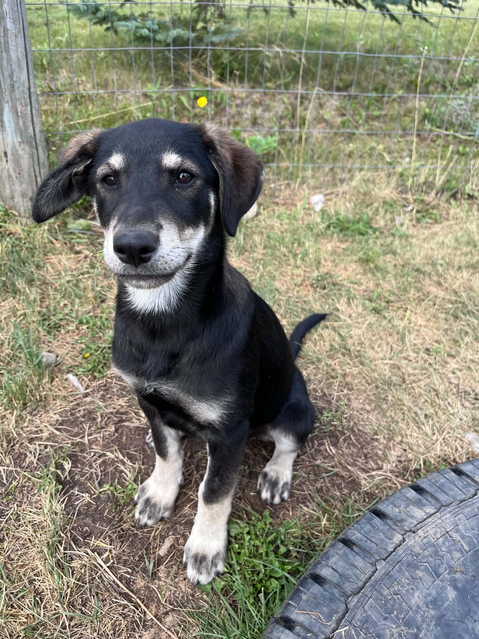 Skipper, a ADOPTABLE mixed breed in Saskatoon, SK image 4/6