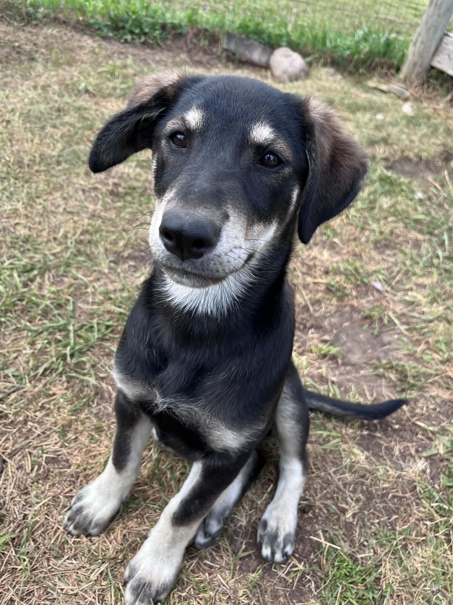 Skipper, a ADOPTABLE mixed breed in Saskatoon, SK image 3/6