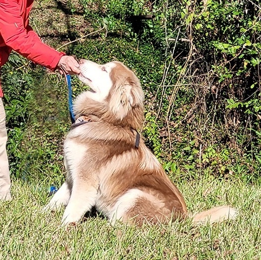 Bandit, a Adoptable mixed breed in Nacogdoches, TX image 3/4