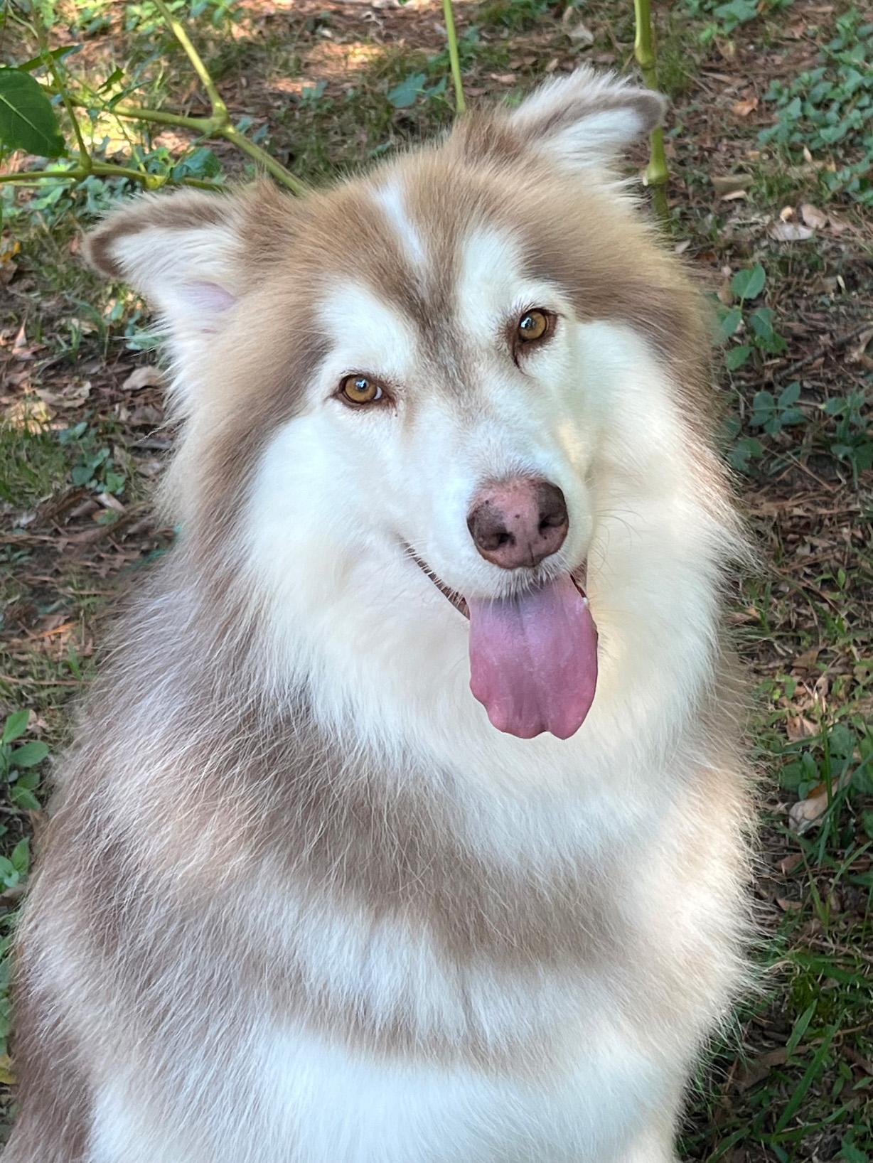 Bandit, Adoptable, Adult Male Alaskan Malamute & Rough Collie.