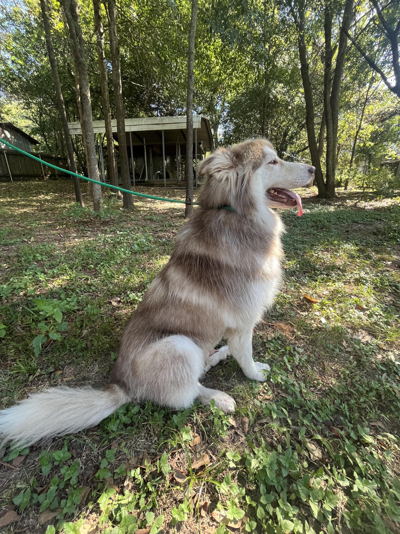 Enlarge Bandit, a Adoptable mixed breed in Nacogdoches, TX image 3/6