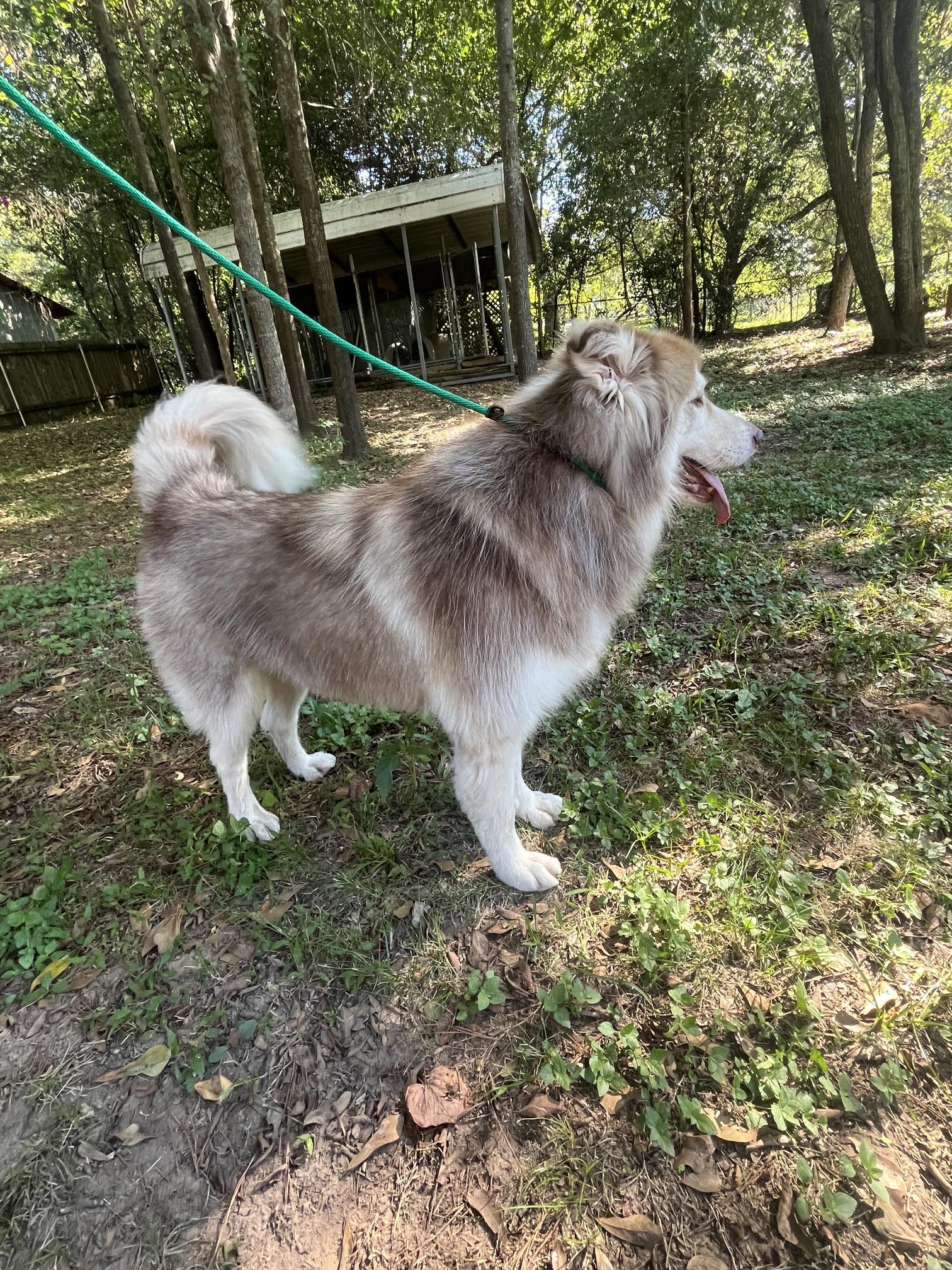 Enlarge Bandit, a Adoptable mixed breed in Nacogdoches, TX image 4/6