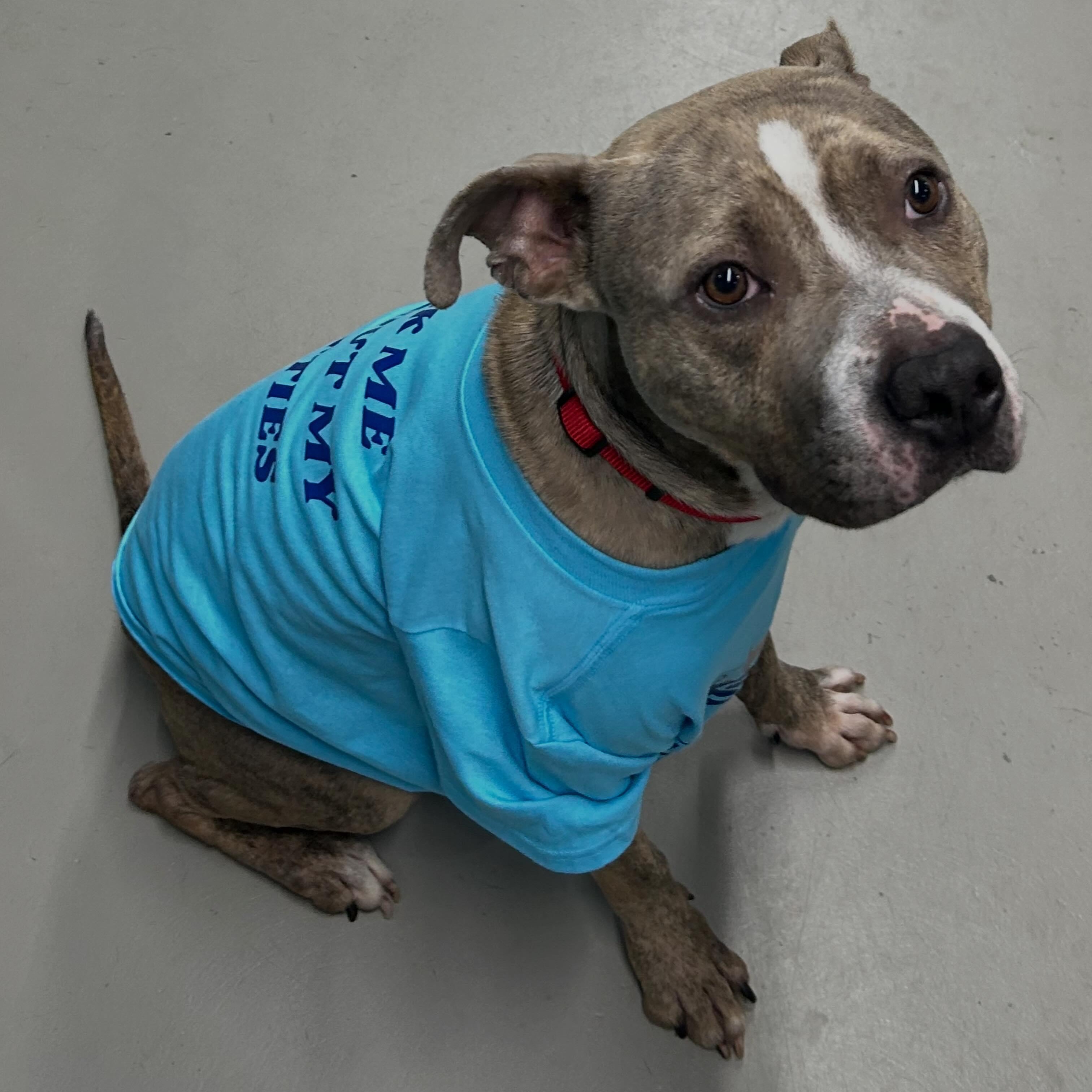 Indy, a ADOPTABLE American Staffordshire Terrier in Llano, TX image 2/4