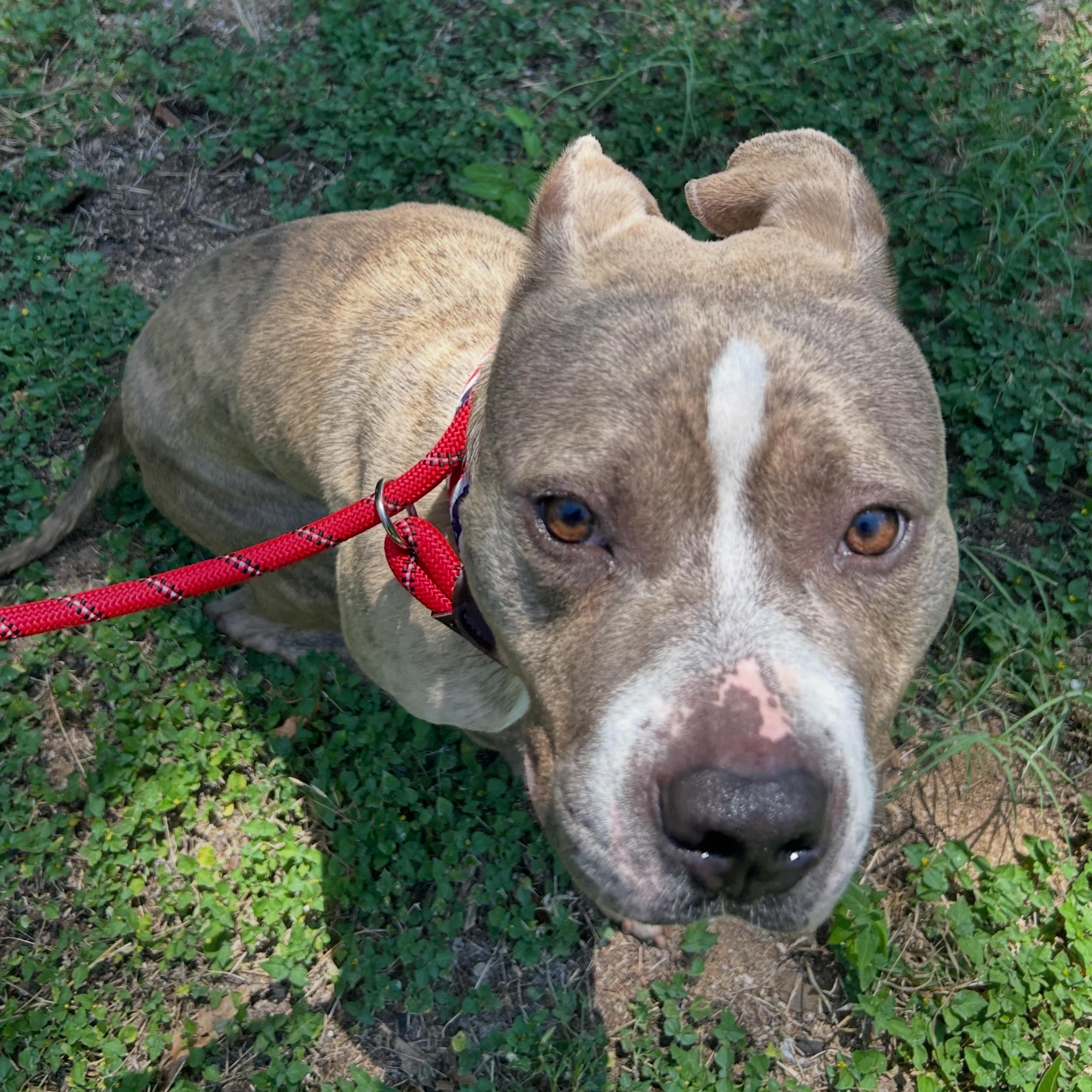 Indy, a ADOPTABLE American Staffordshire Terrier in Llano, TX image 3/4
