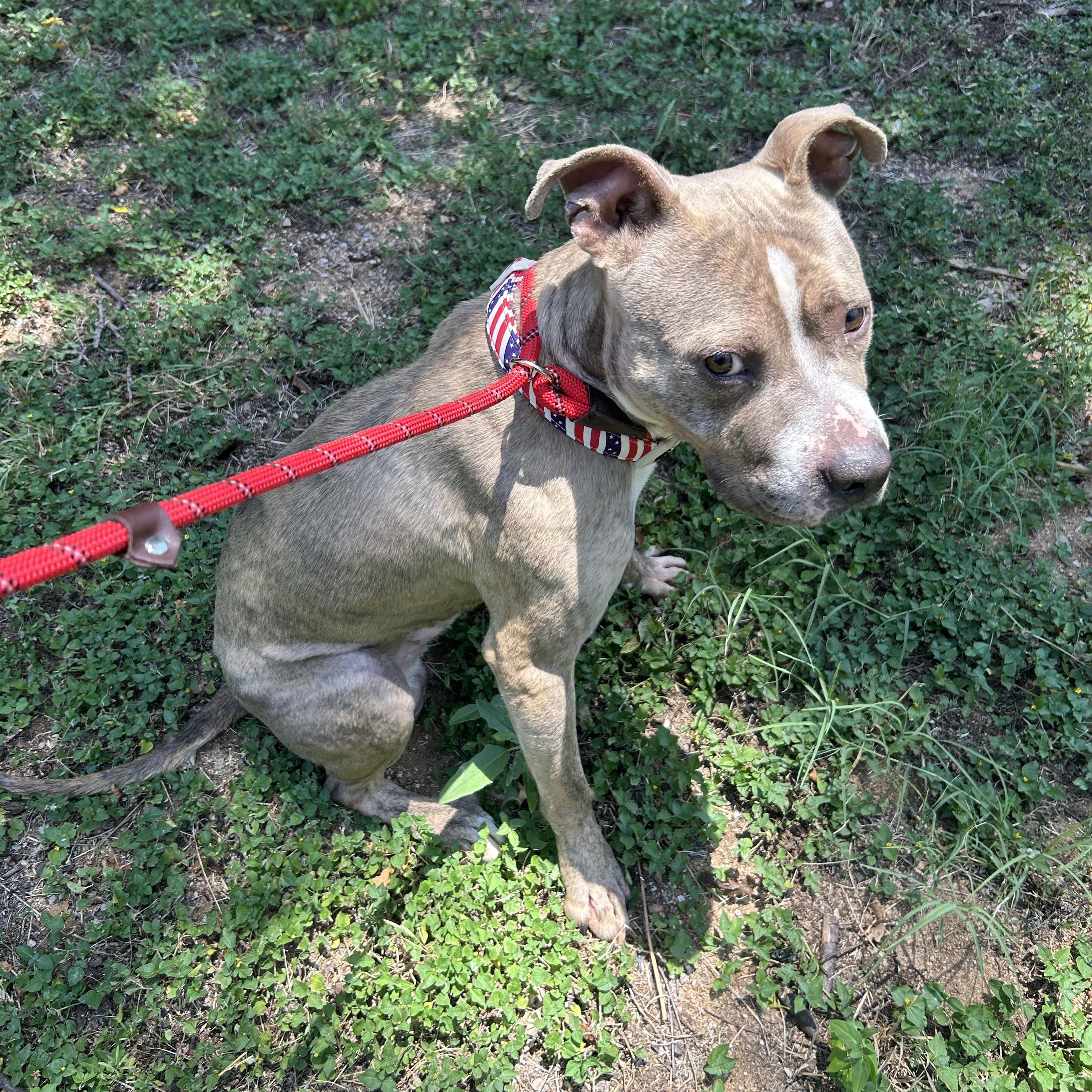 Indy, a ADOPTABLE American Staffordshire Terrier in Llano, TX image 4/4