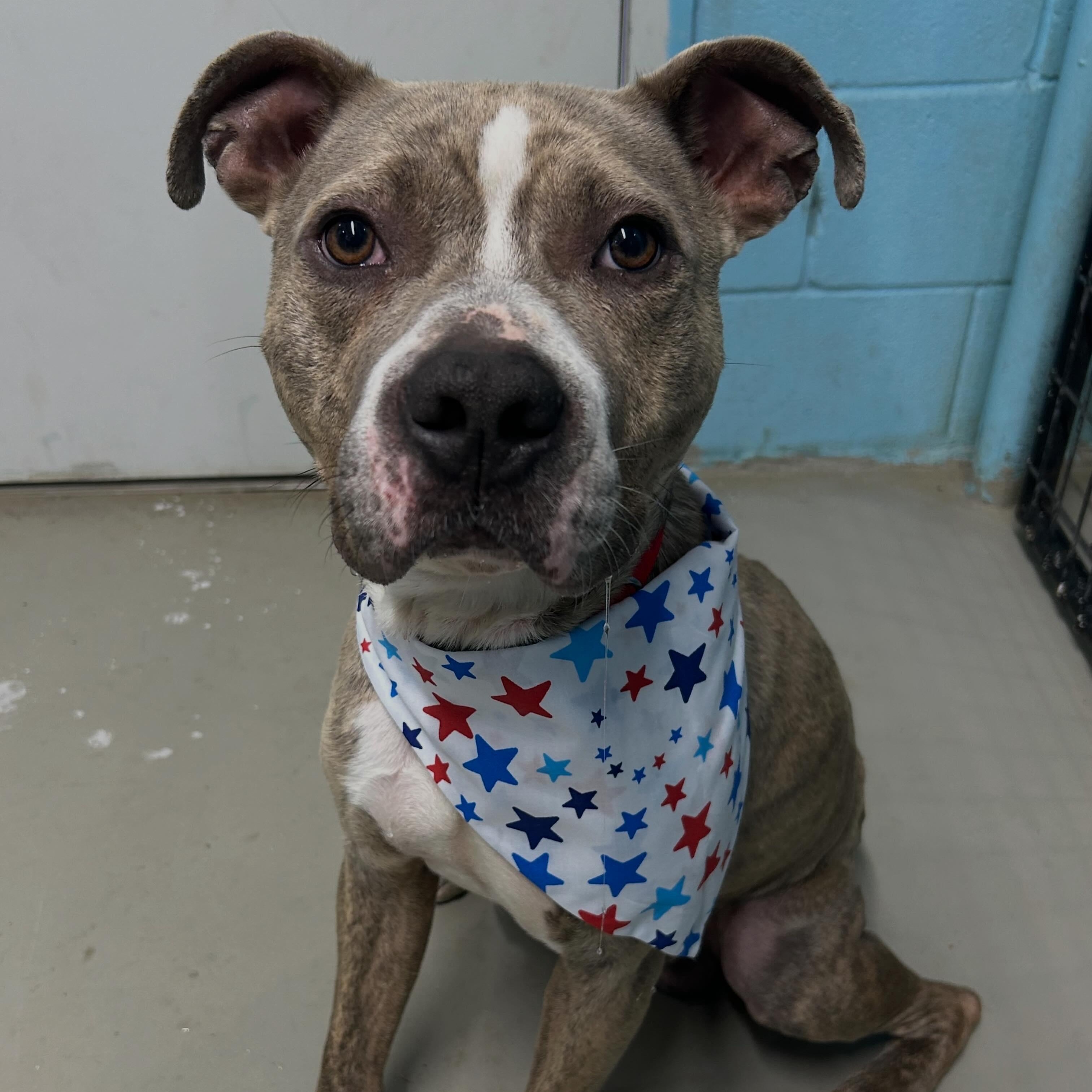 Indy, ADOPTABLE, Young Male American Staffordshire Terrier.