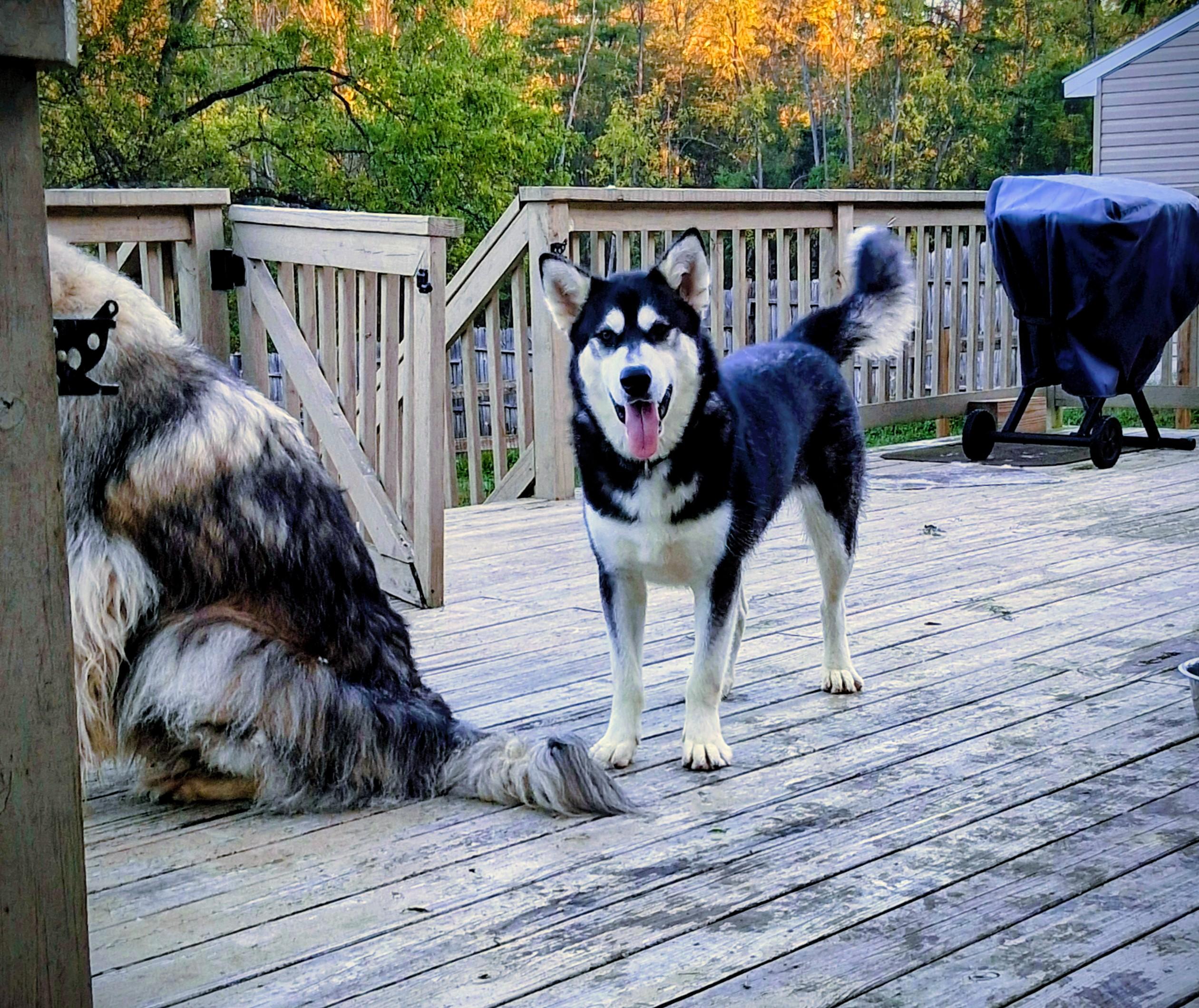Delilah, a Adoptable Alaskan Malamute in Gettysburg, PA image 1/5