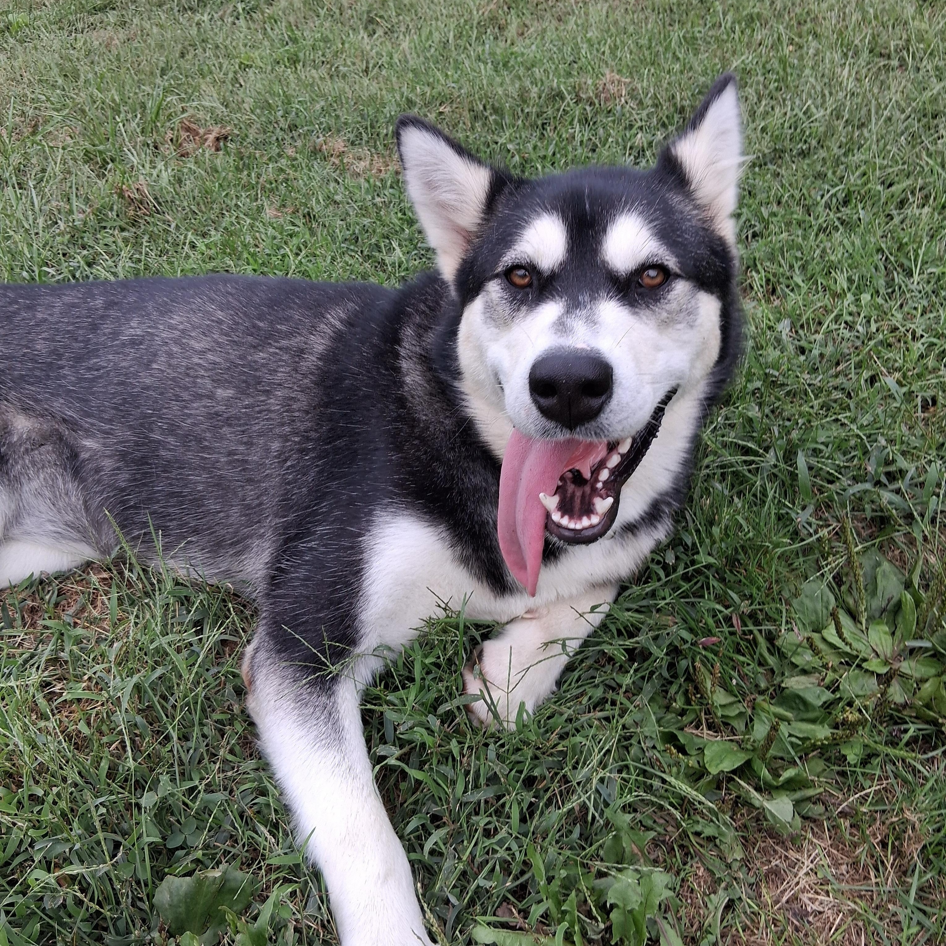 Delilah, a Adoptable Alaskan Malamute in Gettysburg, PA image 2/5
