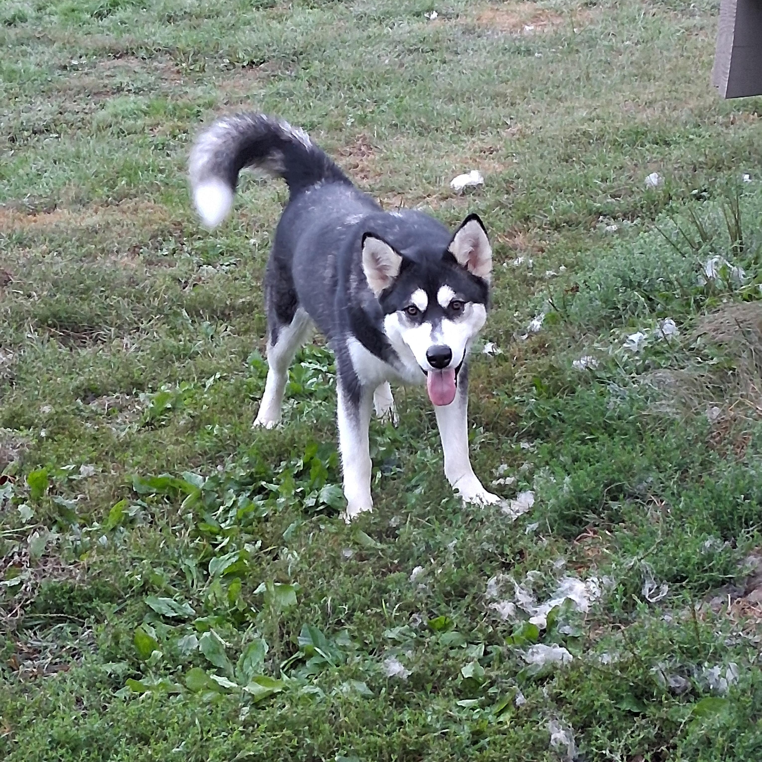 Delilah, a Adoptable Alaskan Malamute in Gettysburg, PA image 4/5
