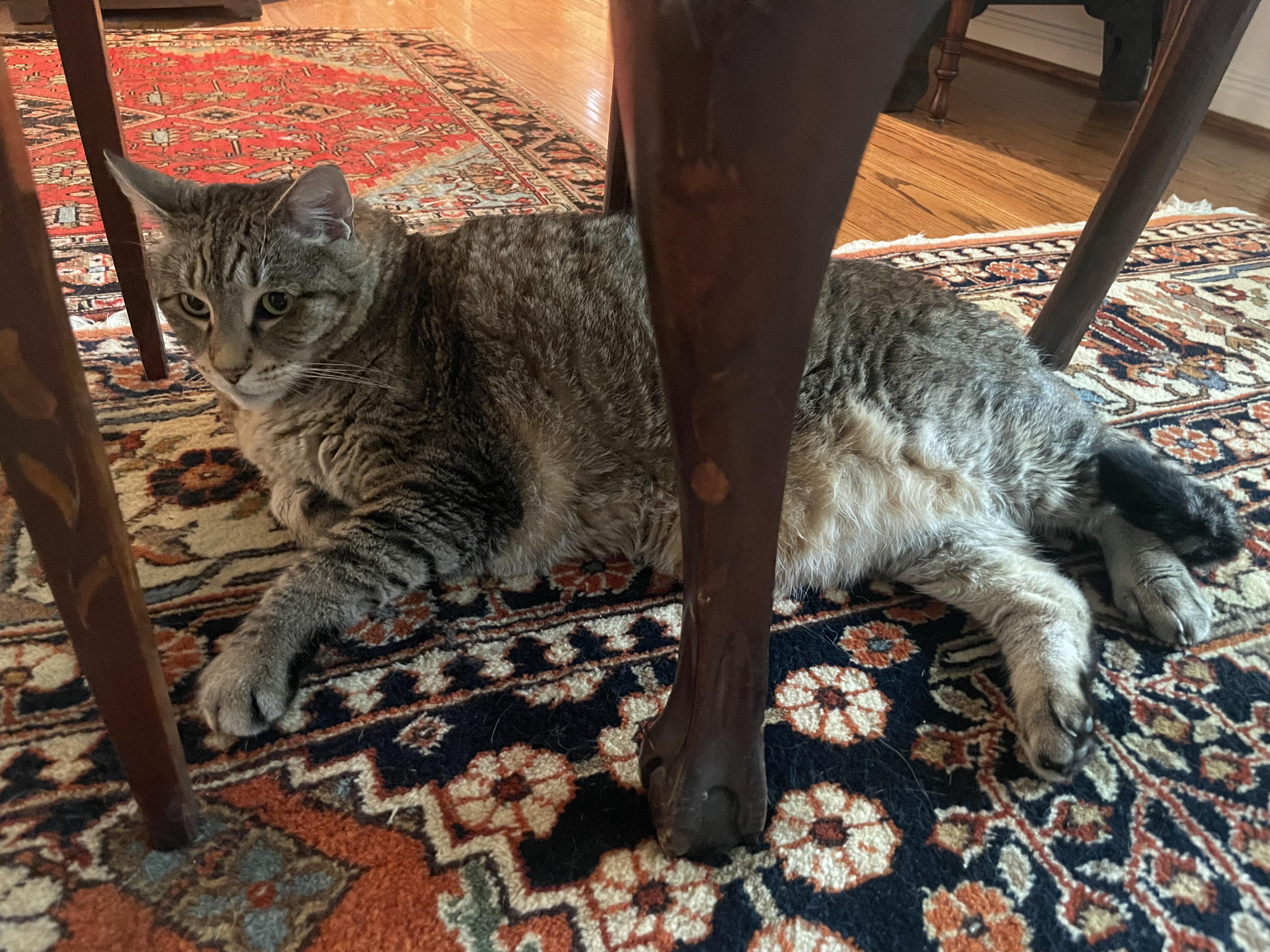 Enlarge Francisco, a Adoptable Domestic Short Hair in Houston, TX image 1/1