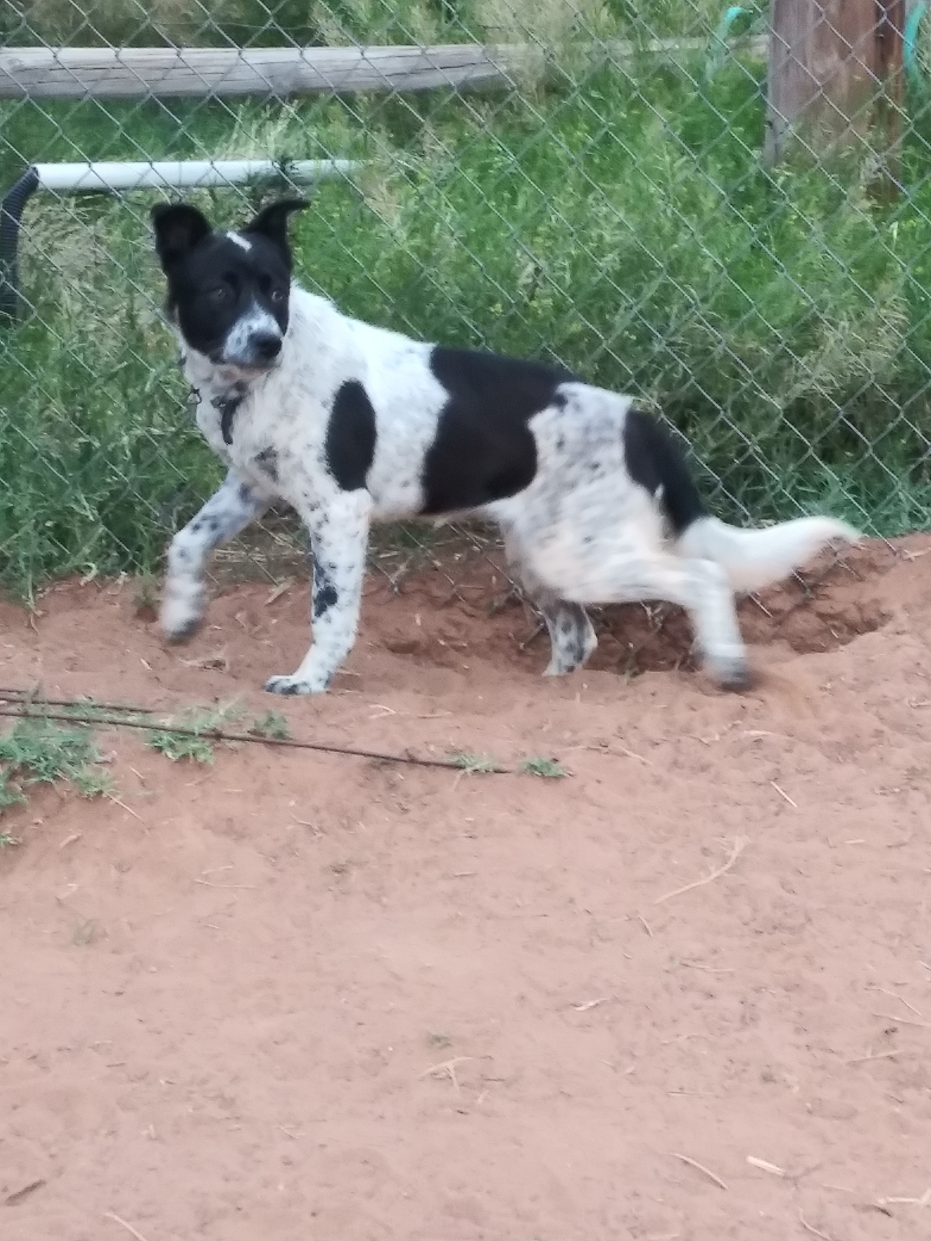 Pup Pup, a Adoptable mixed breed in Anton, TX image 1/4
