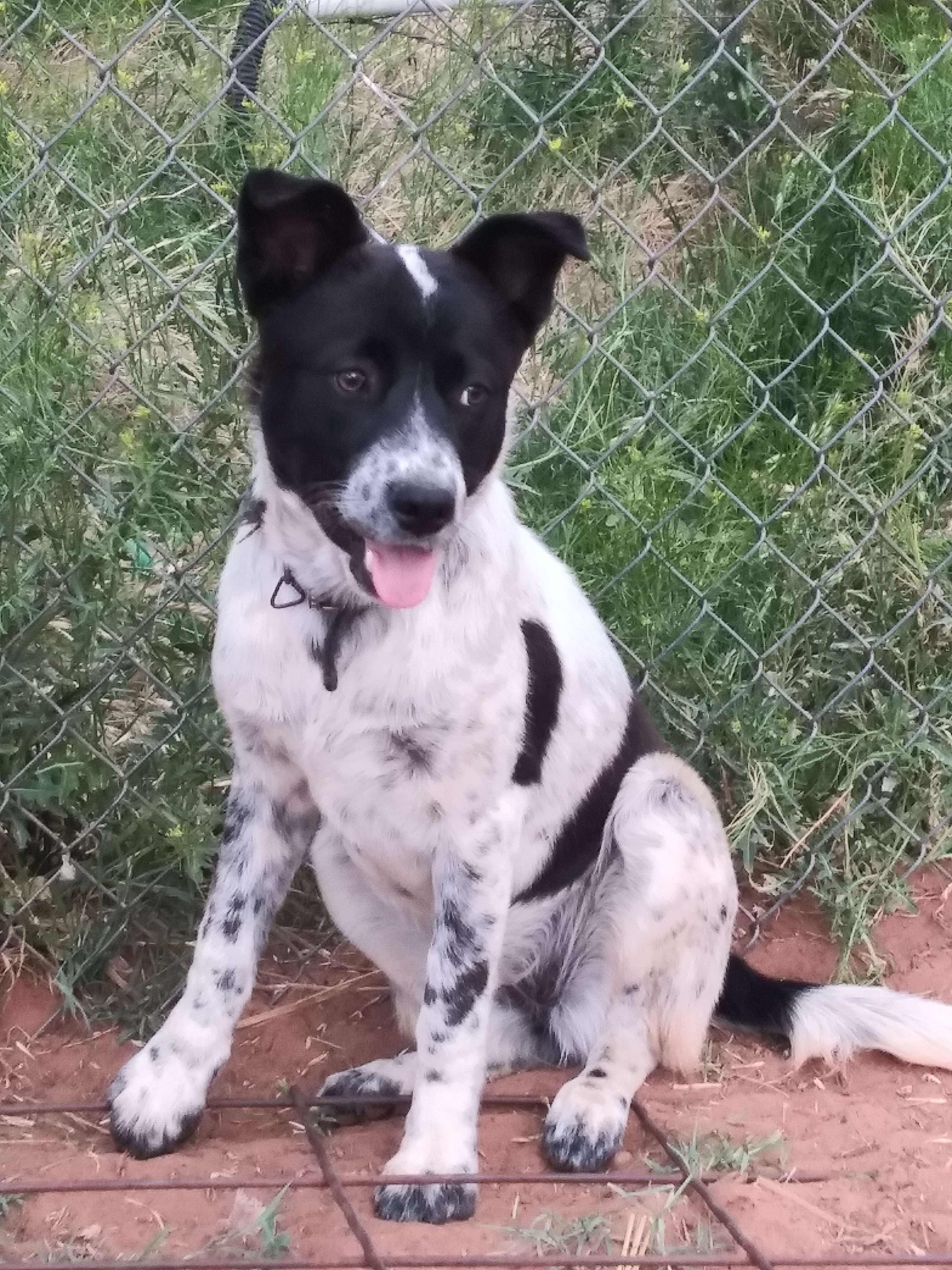 Pup Pup, Adoptable, Young Female Australian Cattle Dog / Blue Heeler.