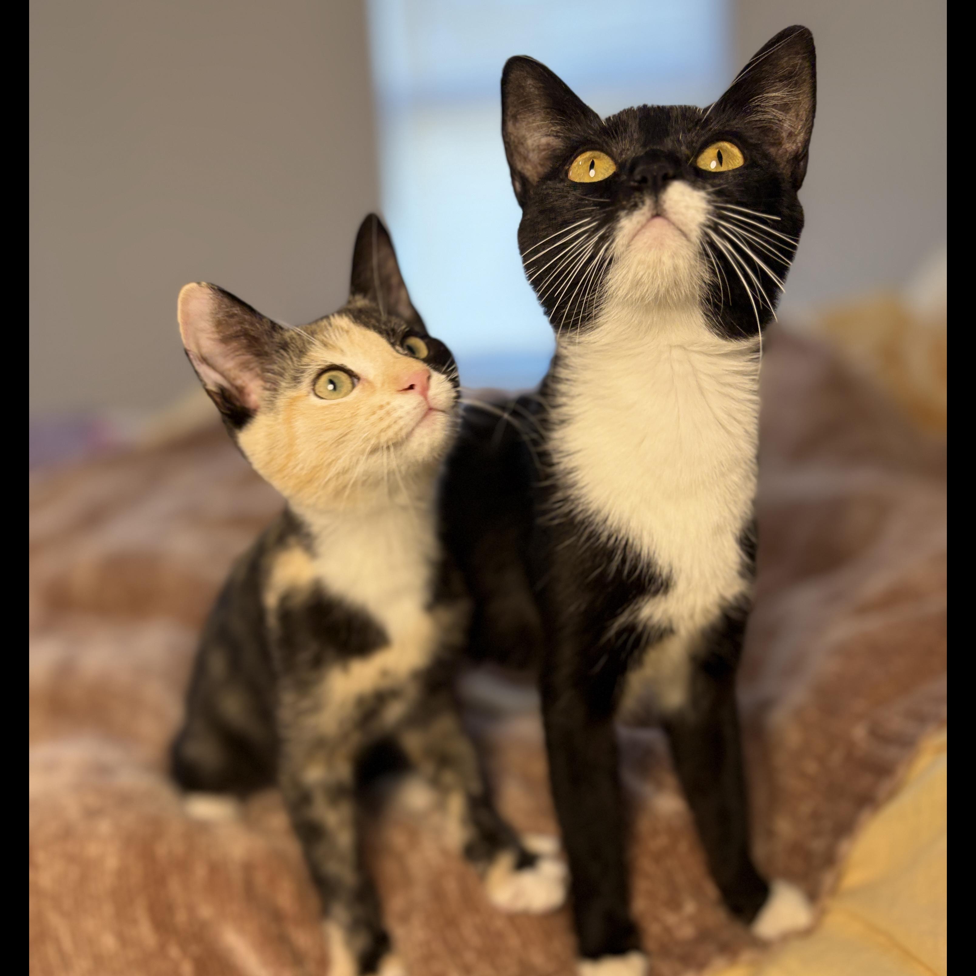 Enlarge Idaho, a Adoptable Domestic Short Hair in BROOKLYN, NY image 3/6