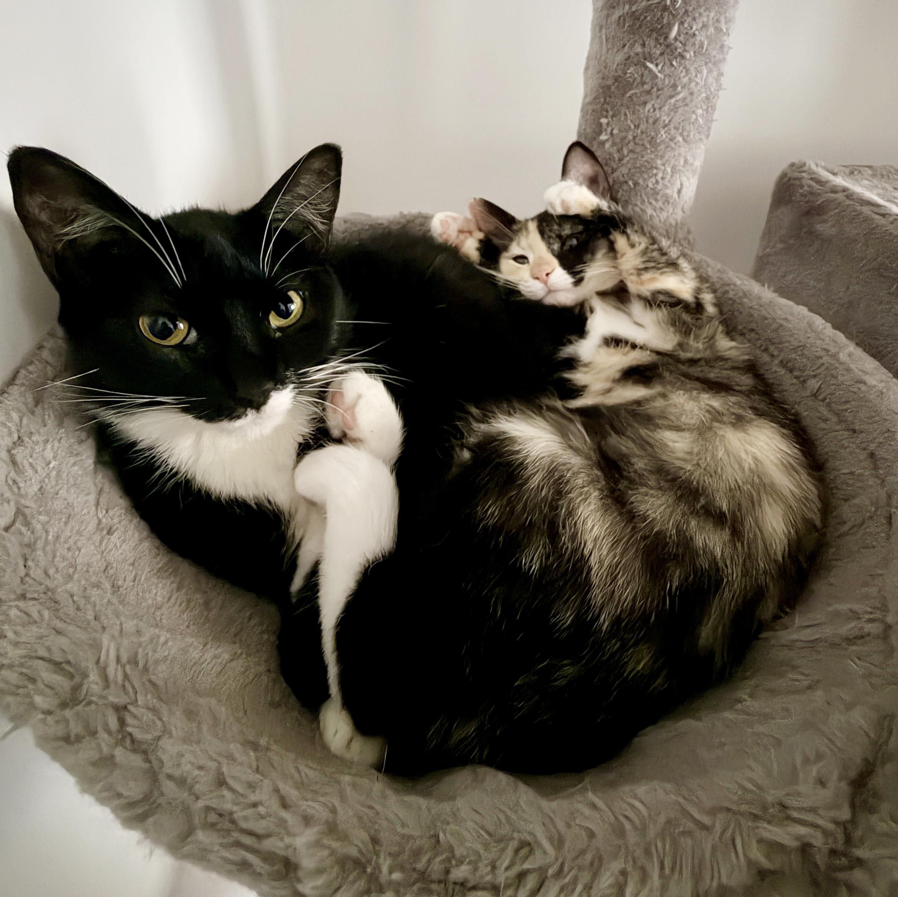 Enlarge Idaho, a Adoptable Domestic Short Hair in BROOKLYN, NY image 4/6