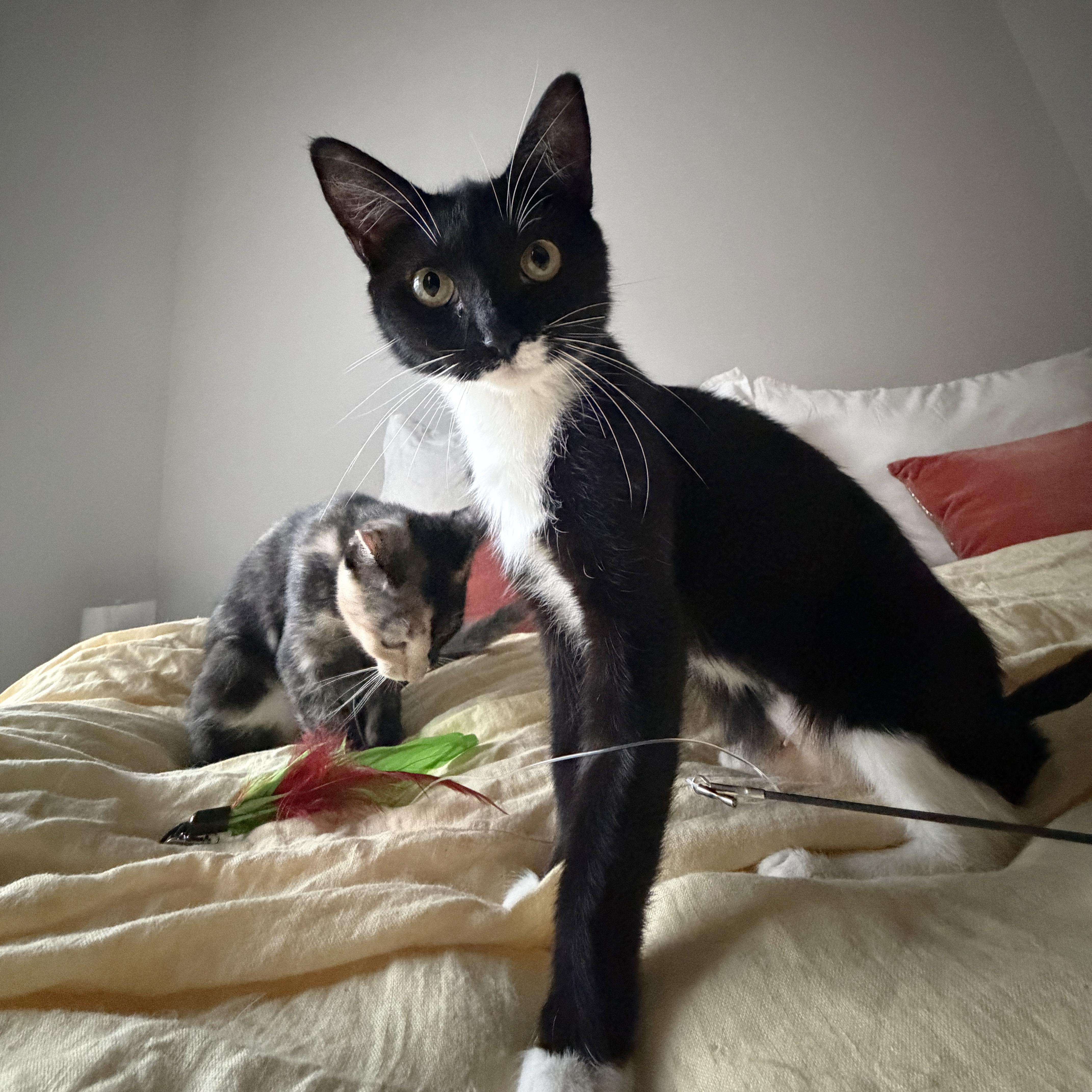 Enlarge Idaho, a Adoptable Domestic Short Hair in BROOKLYN, NY image 6/6