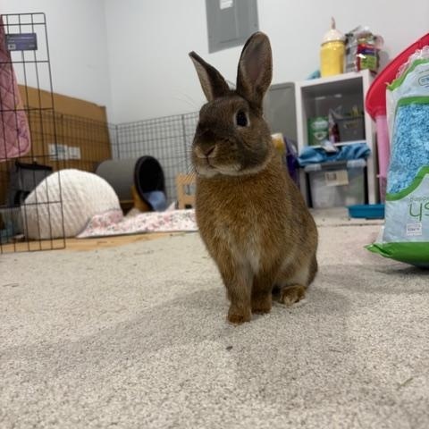 Peter, a ADOPTABLE mixed breed in Grand Rapids, MI image 6/6