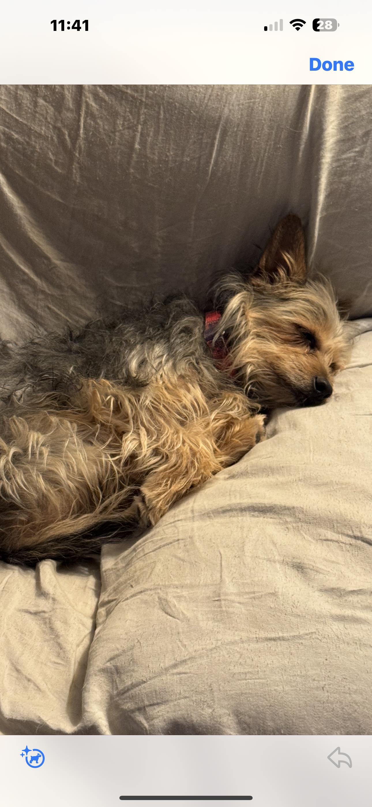 David, adoptable, Adult Male Yorkshire Terrier.