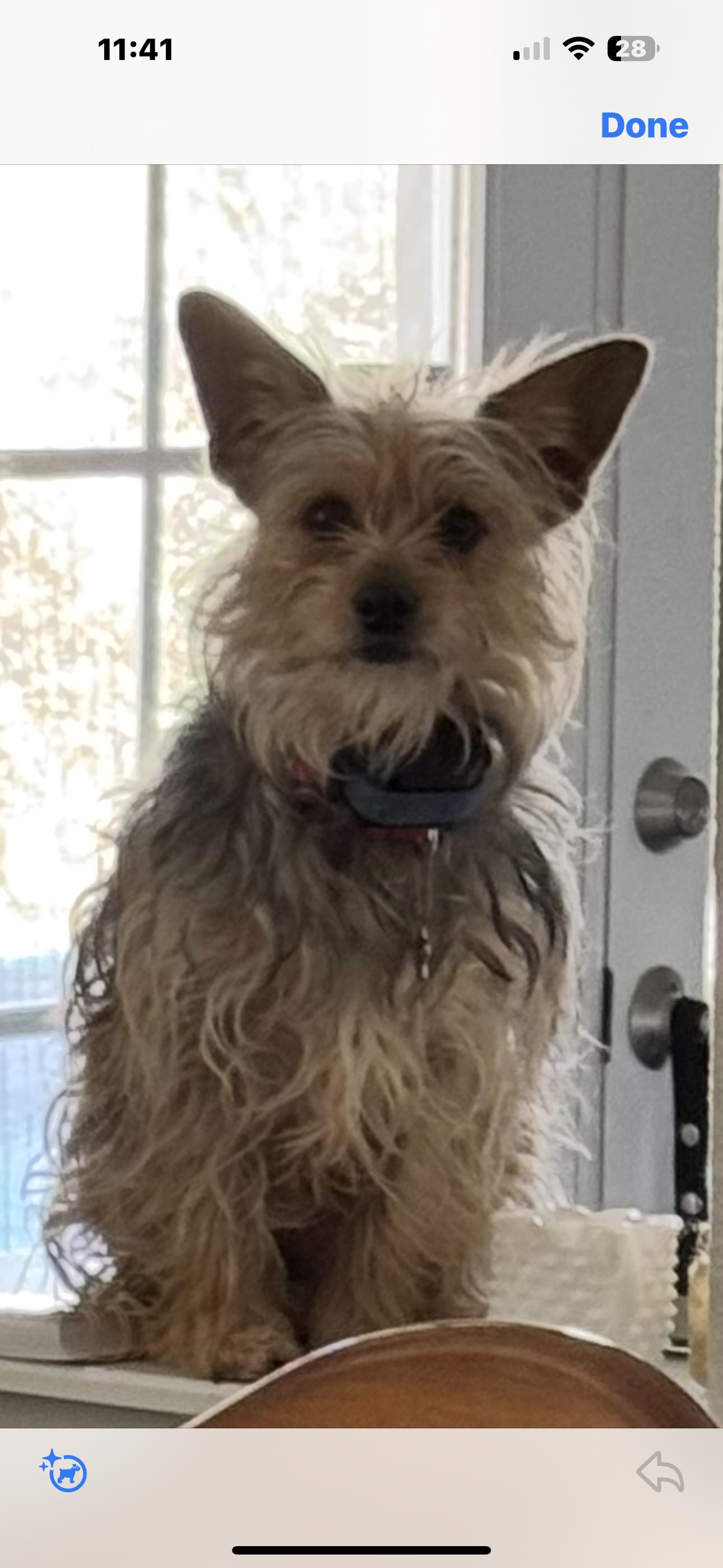 Enlarge David, an adoptable mixed breed in Las Vegas, NV image 2/2