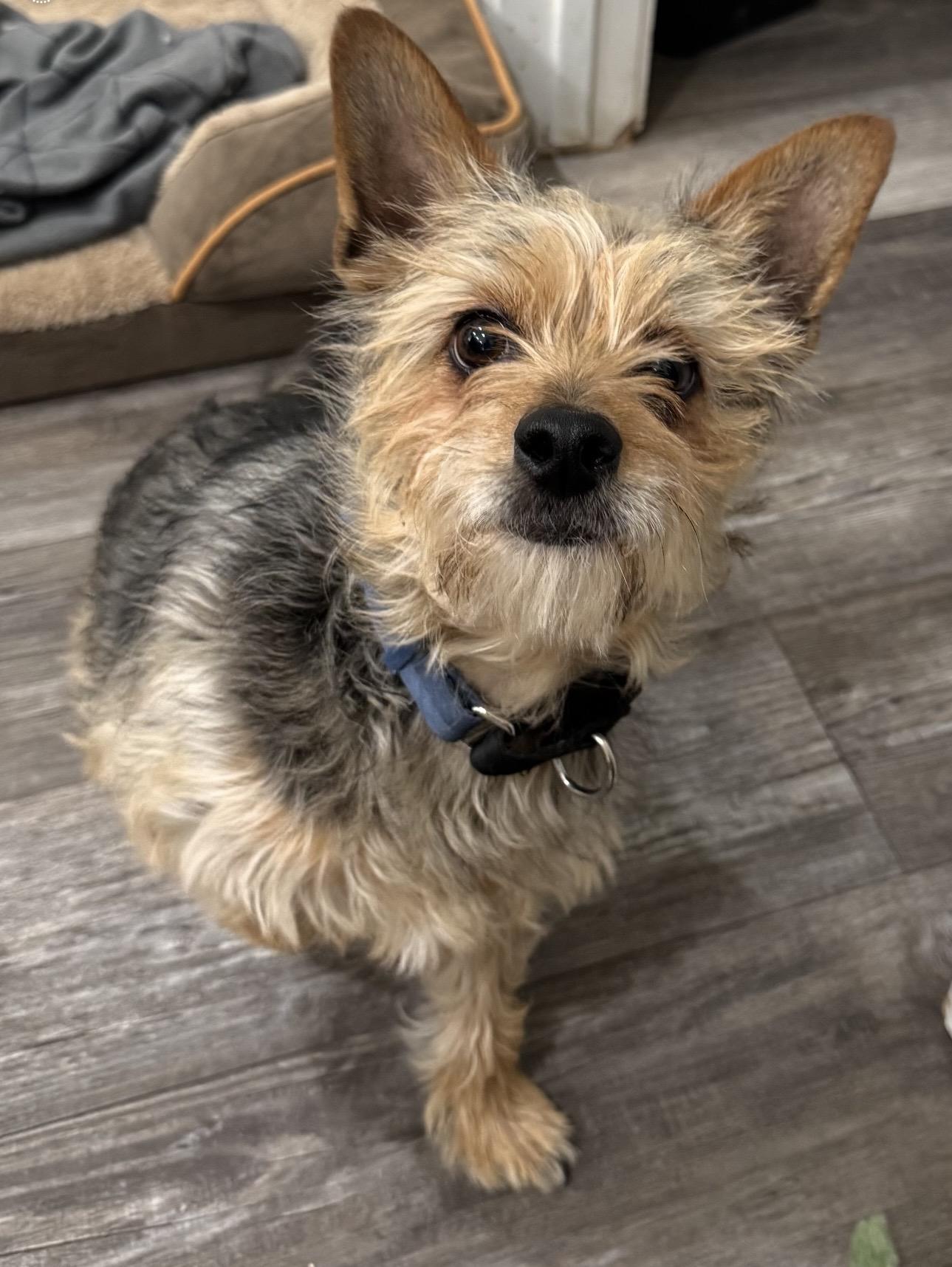 Enlarge David, an adoptable mixed breed in Las Vegas, NV image 2/2