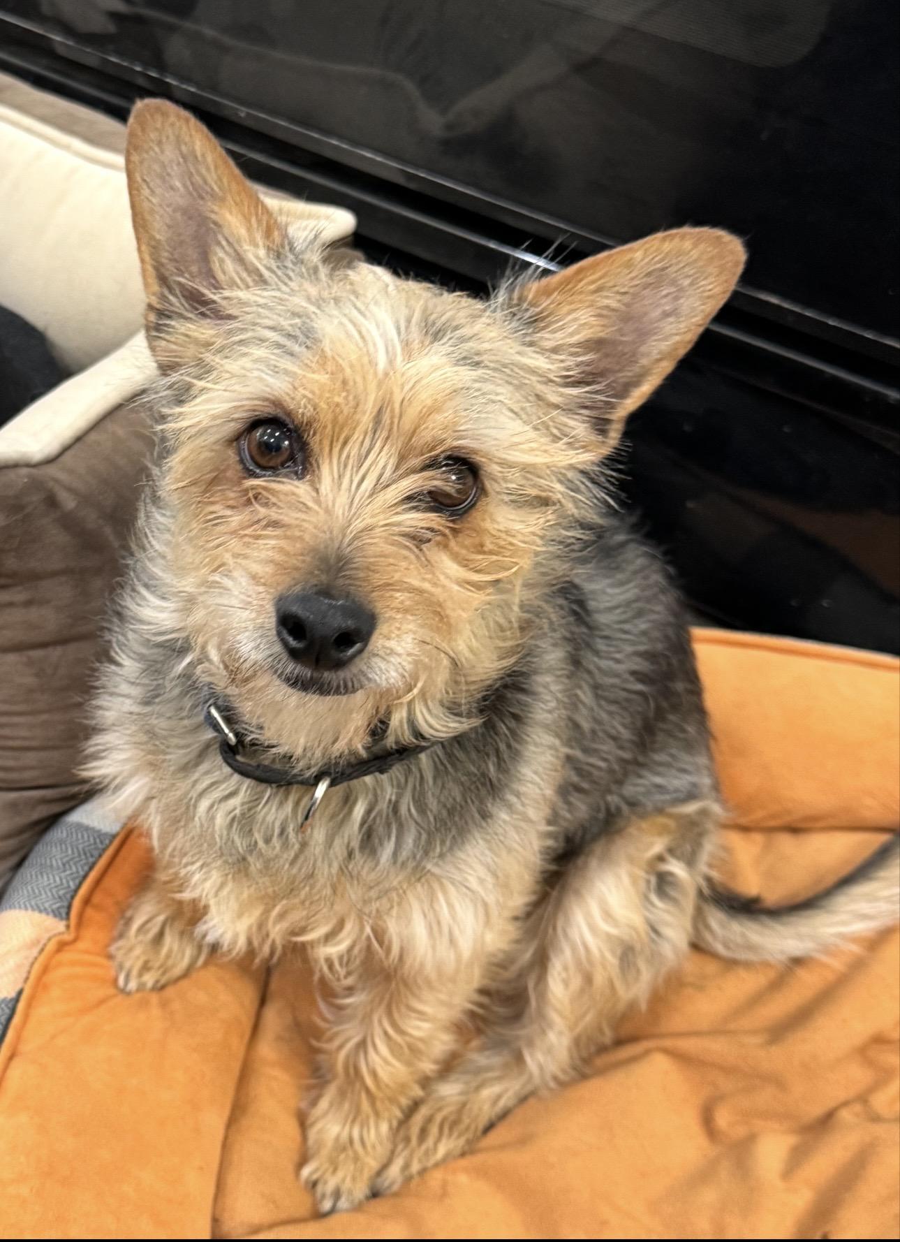 David, adoptable, Adult Male Yorkshire Terrier.