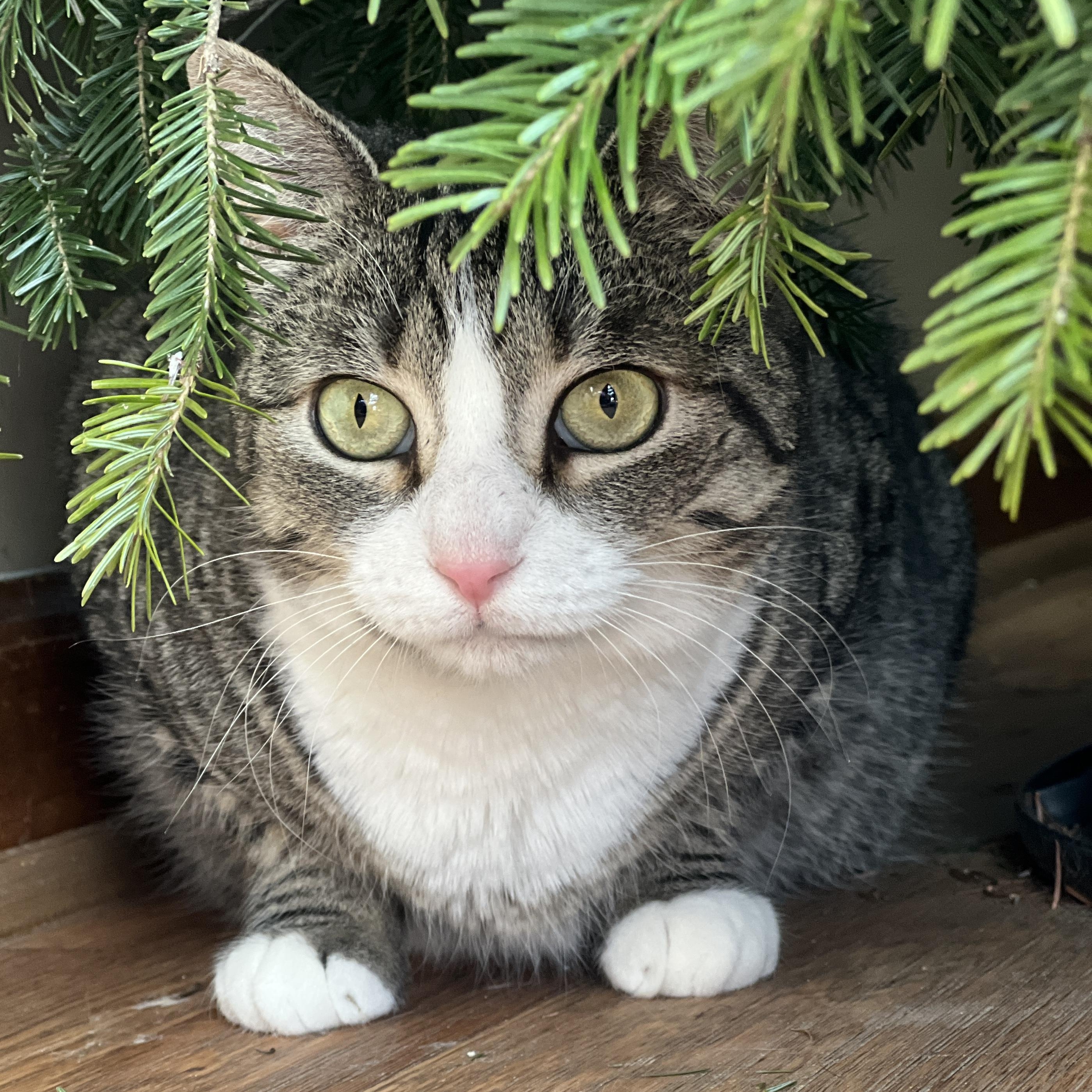 Enlarge Dinah, a Adoptable mixed breed in Germansville, PA image 5/6