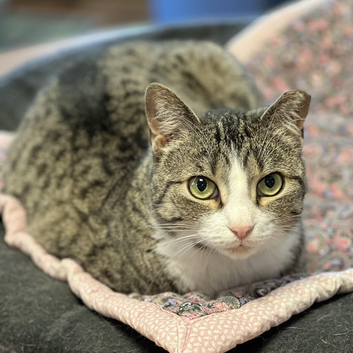 Enlarge Dinah, a Adoptable mixed breed in Germansville, PA image 1/6