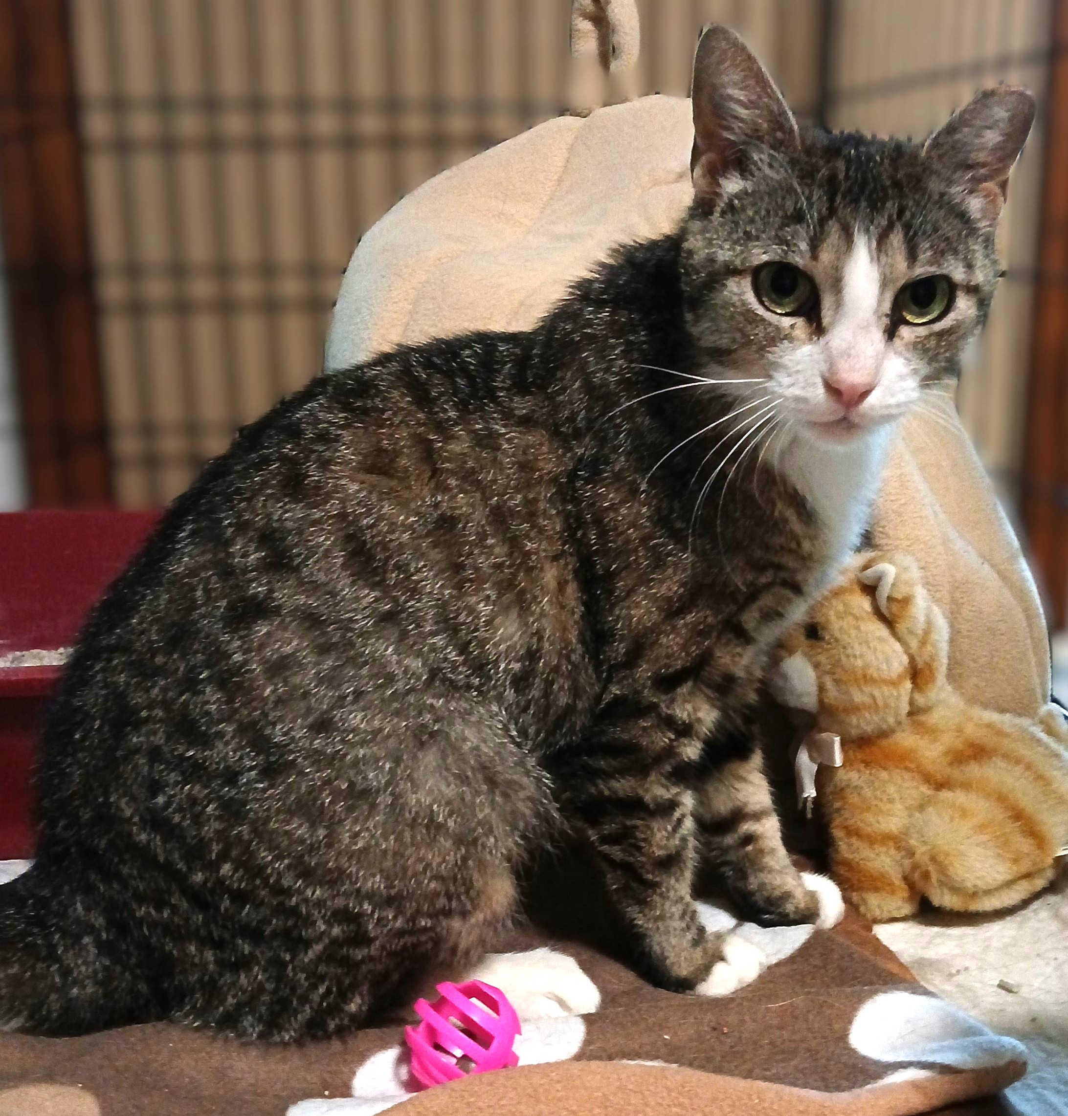 Enlarge Dinah, a Adoptable mixed breed in Germansville, PA image 5/6