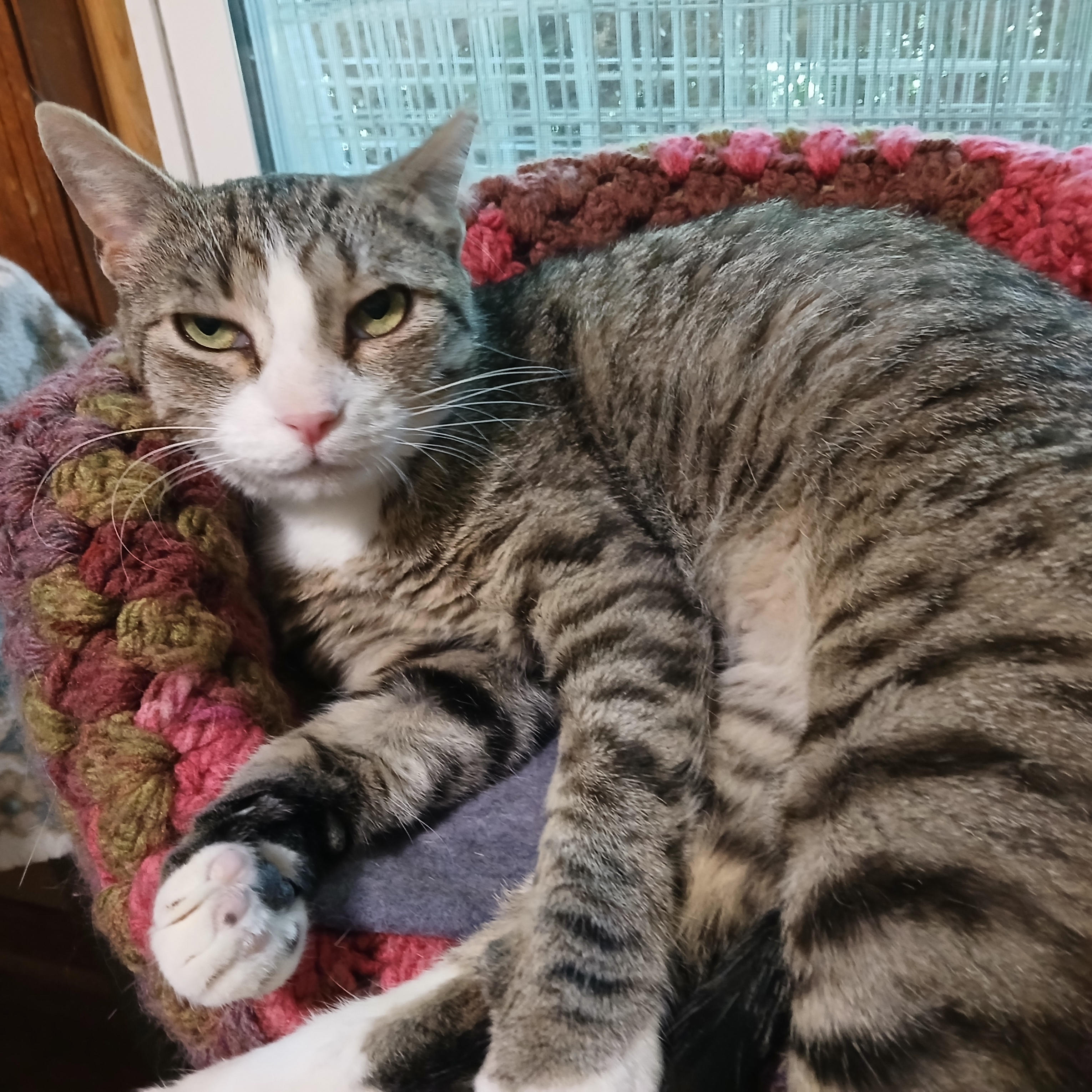 Enlarge Dinah, a Adoptable mixed breed in Germansville, PA image 4/6