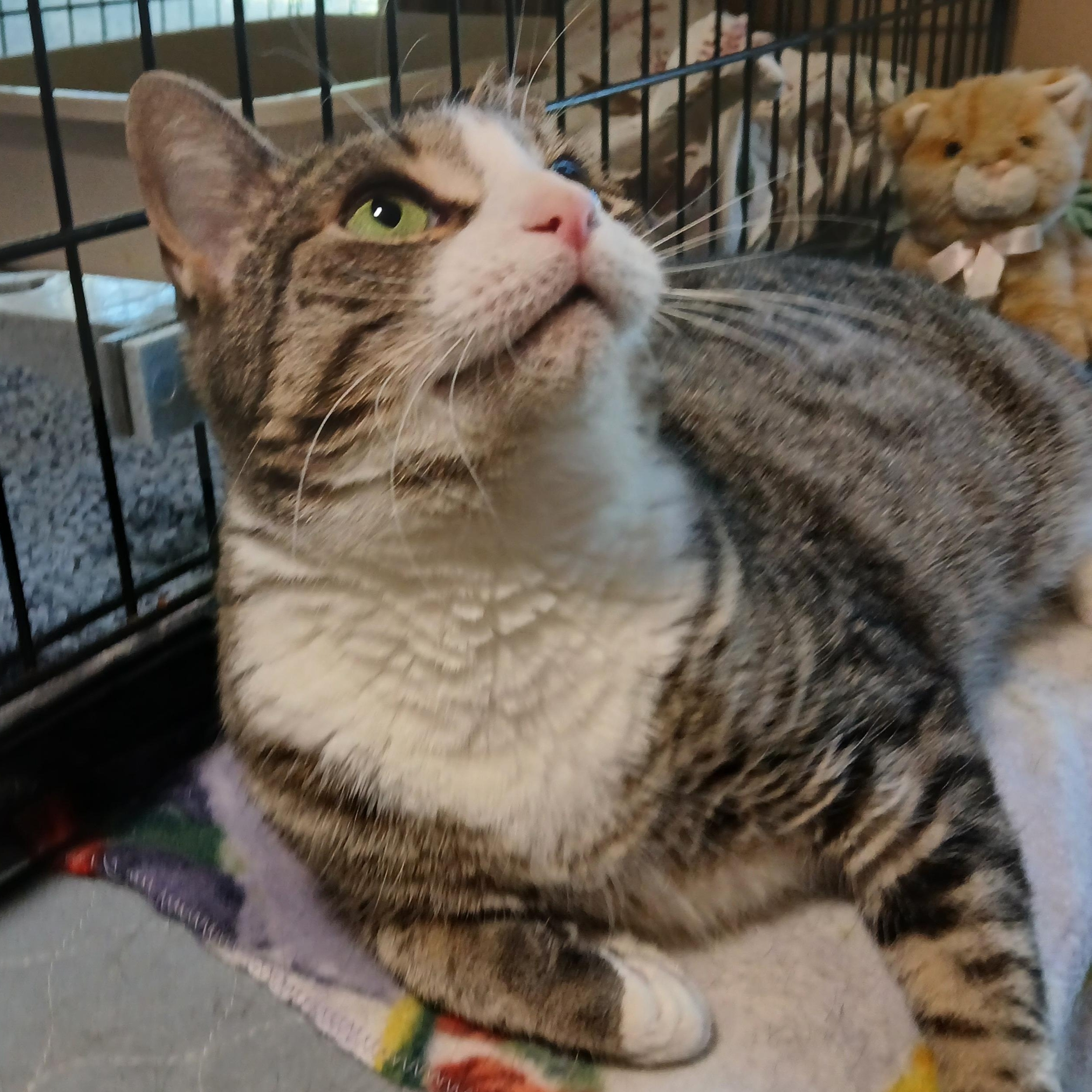 Enlarge Dinah, a Adoptable mixed breed in Germansville, PA image 6/6