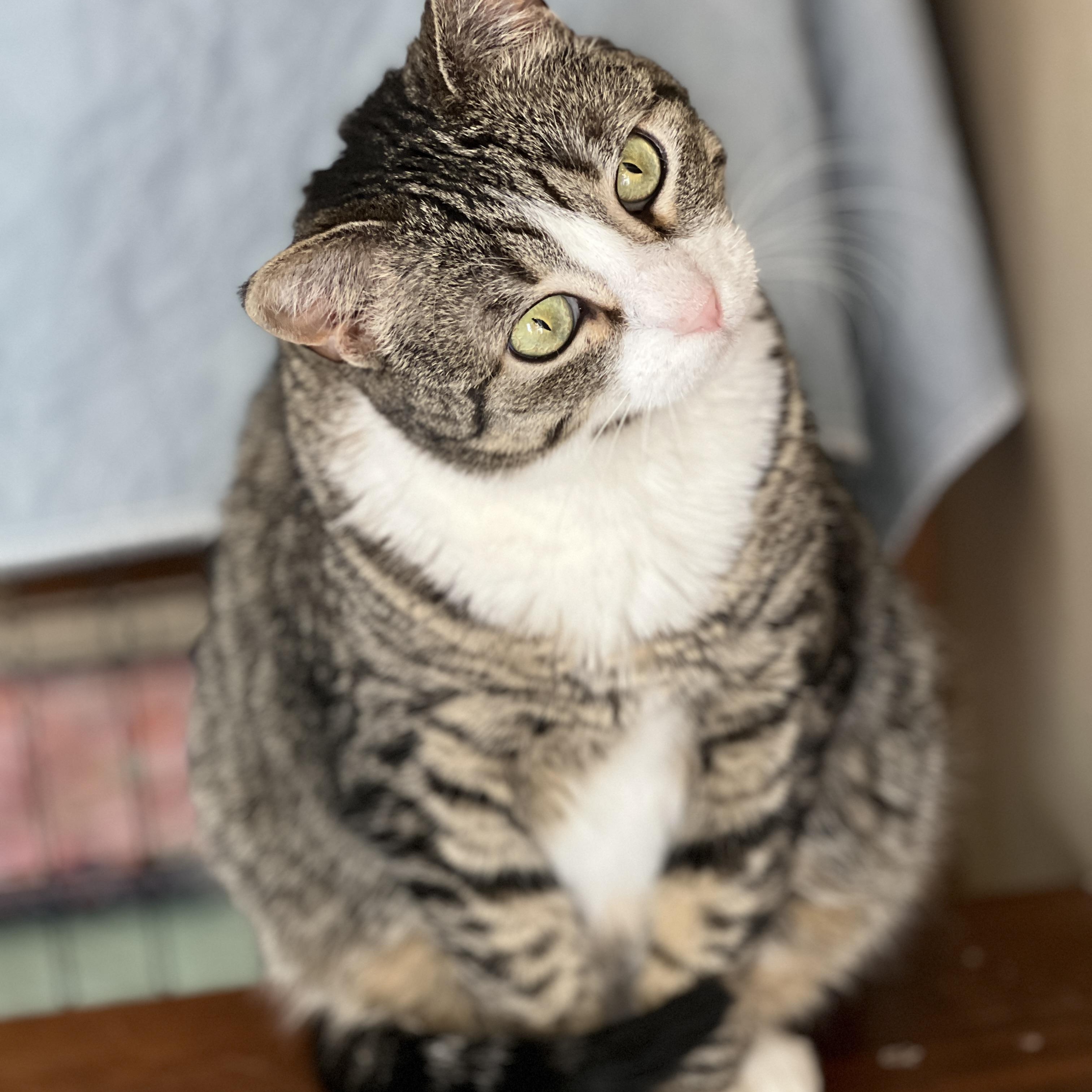 Enlarge Dinah, a Adoptable mixed breed in Germansville, PA image 6/6