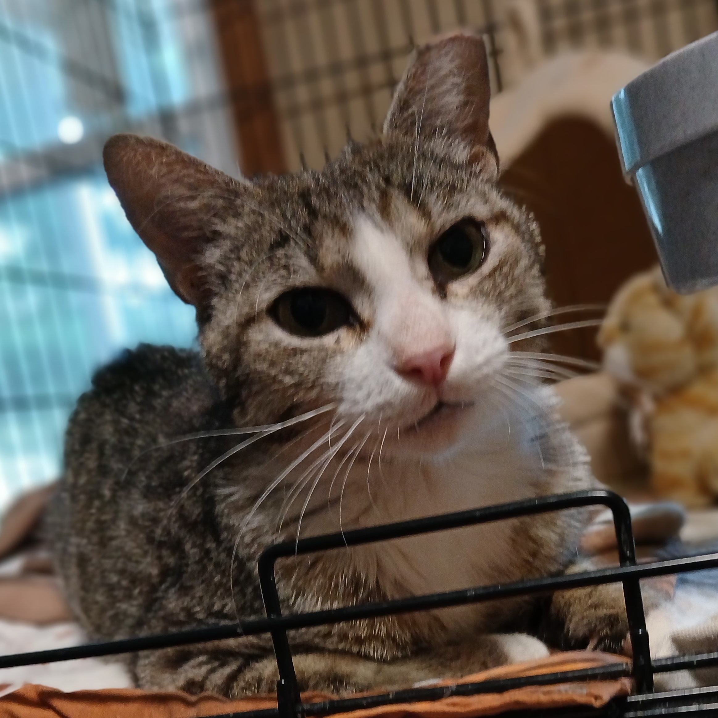 Enlarge Dinah, a Adoptable mixed breed in Germansville, PA image 3/6