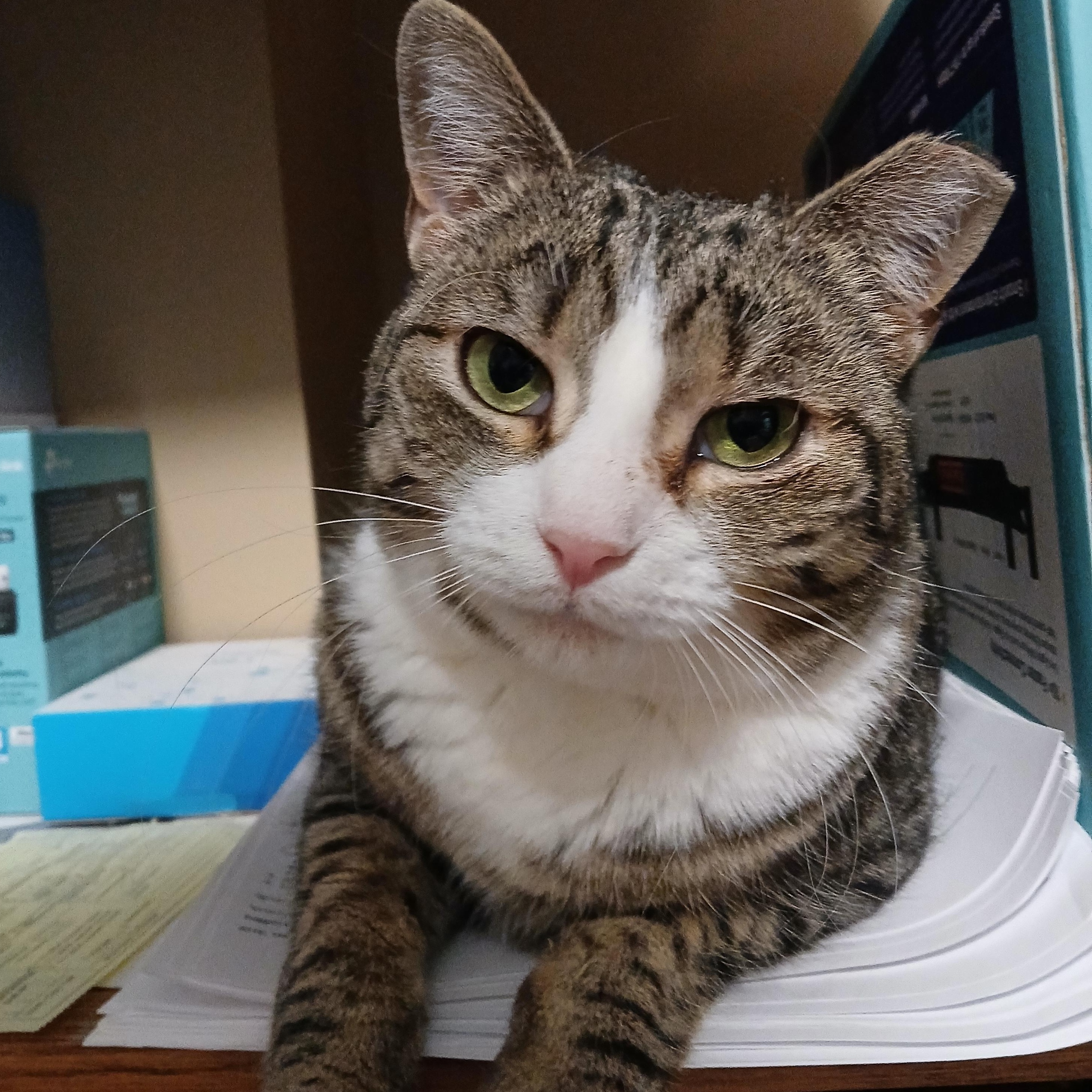 Enlarge Dinah, a Adoptable mixed breed in Germansville, PA image 2/6