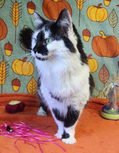 Enlarge Nallah Sue, a Adoptable Domestic Long Hair in Bucyrus, OH image 2/3
