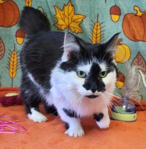 Enlarge Nallah Sue, a Adoptable Domestic Long Hair in Bucyrus, OH image 3/3