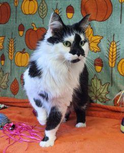 Nallah Sue, Adoptable, Adult Female Domestic Long Hair.