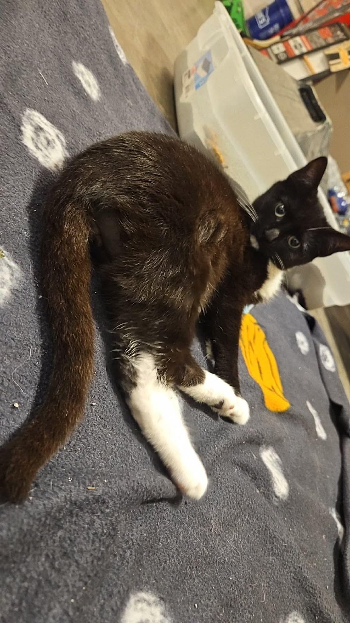 Enlarge Allegro, a ADOPTABLE Domestic Short Hair in Fort Oglethorpe, GA image 2/3