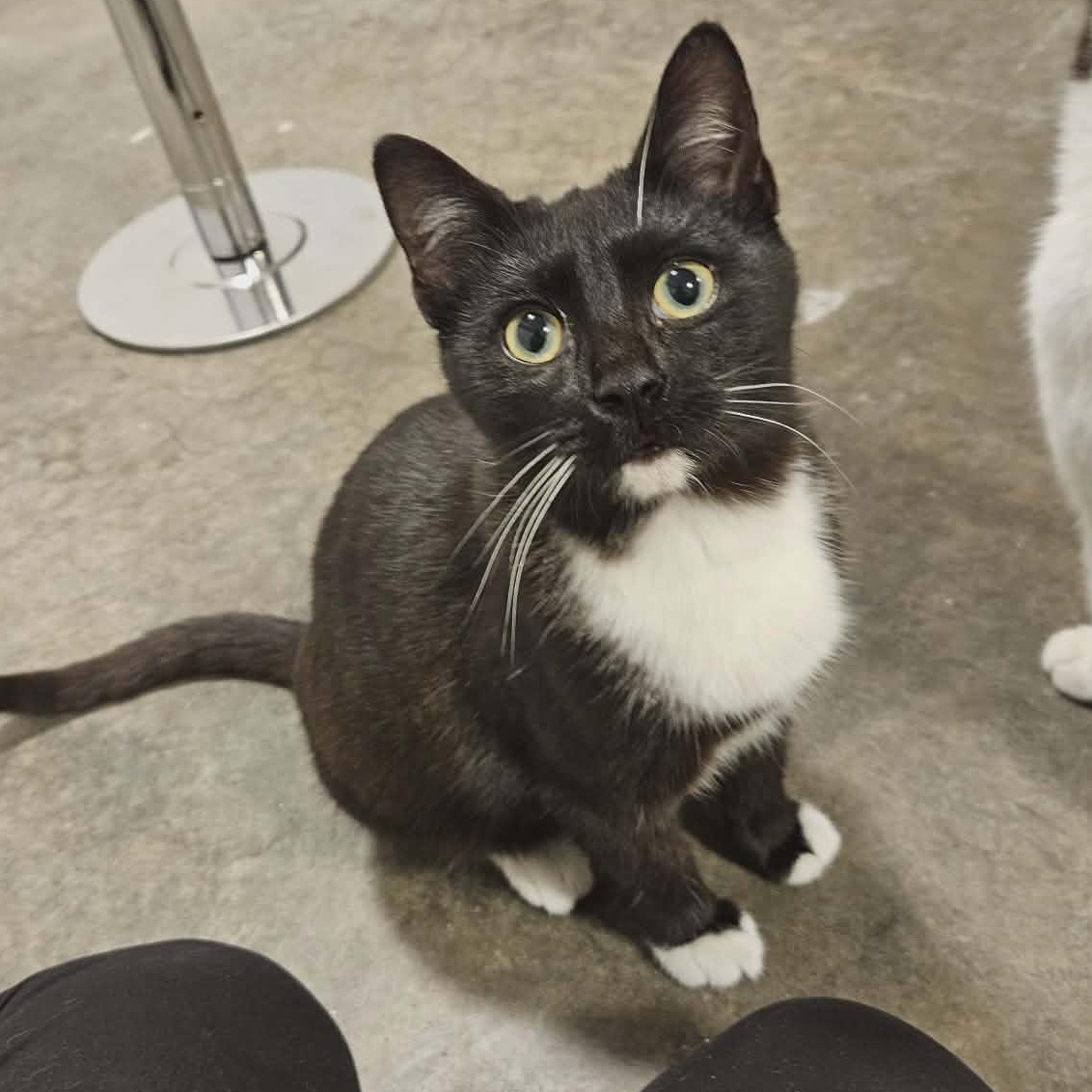 Enlarge Allegro, a ADOPTABLE Domestic Short Hair in Fort Oglethorpe, GA image 3/3